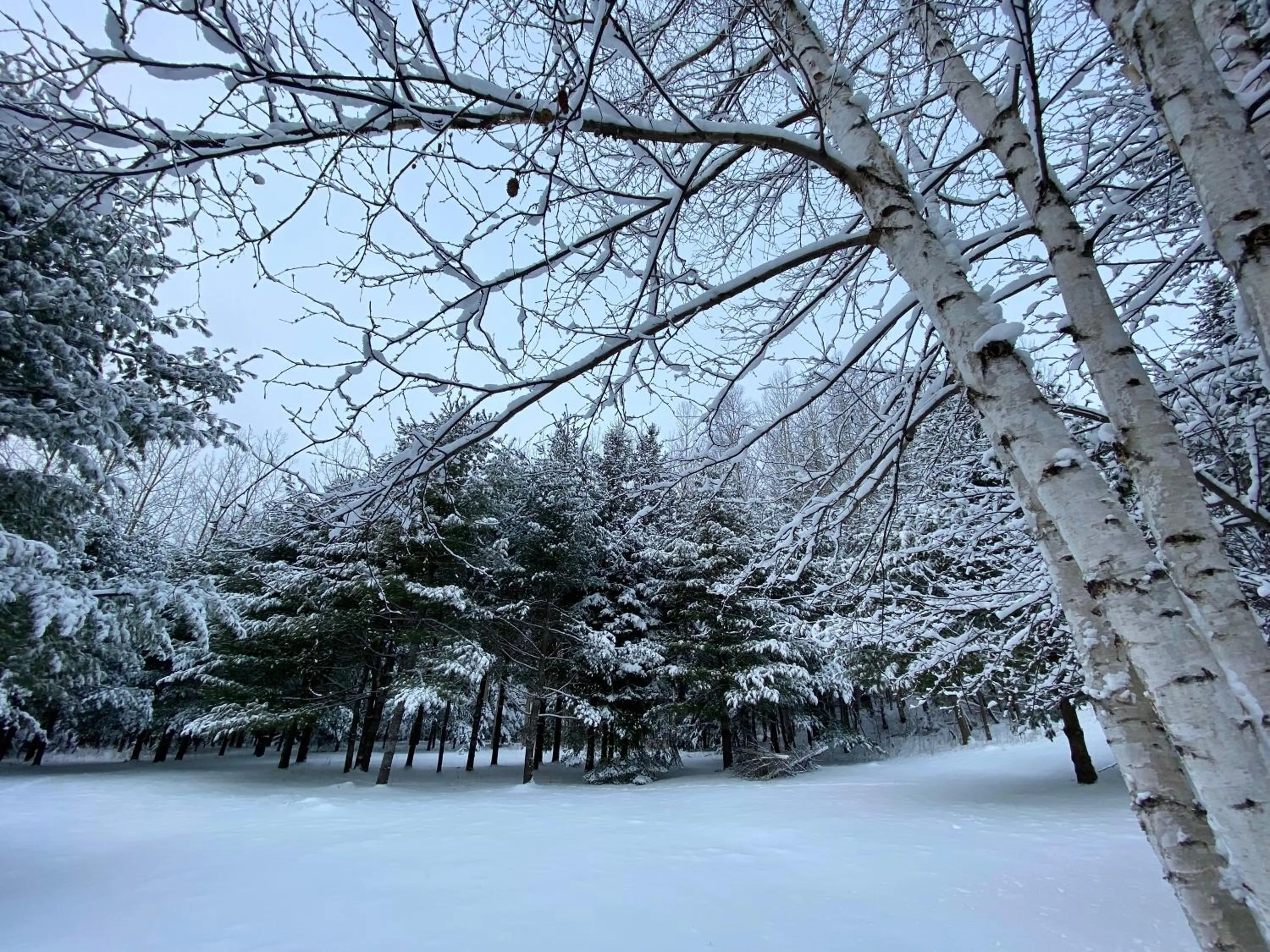 Winter in Chalet Sous Les Pins