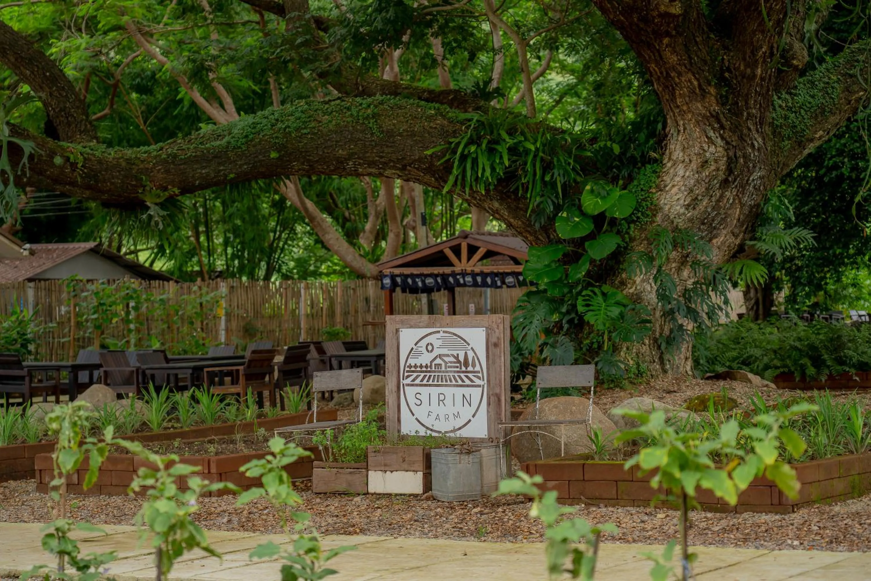 Day in Sirin Farm Chiang Rai