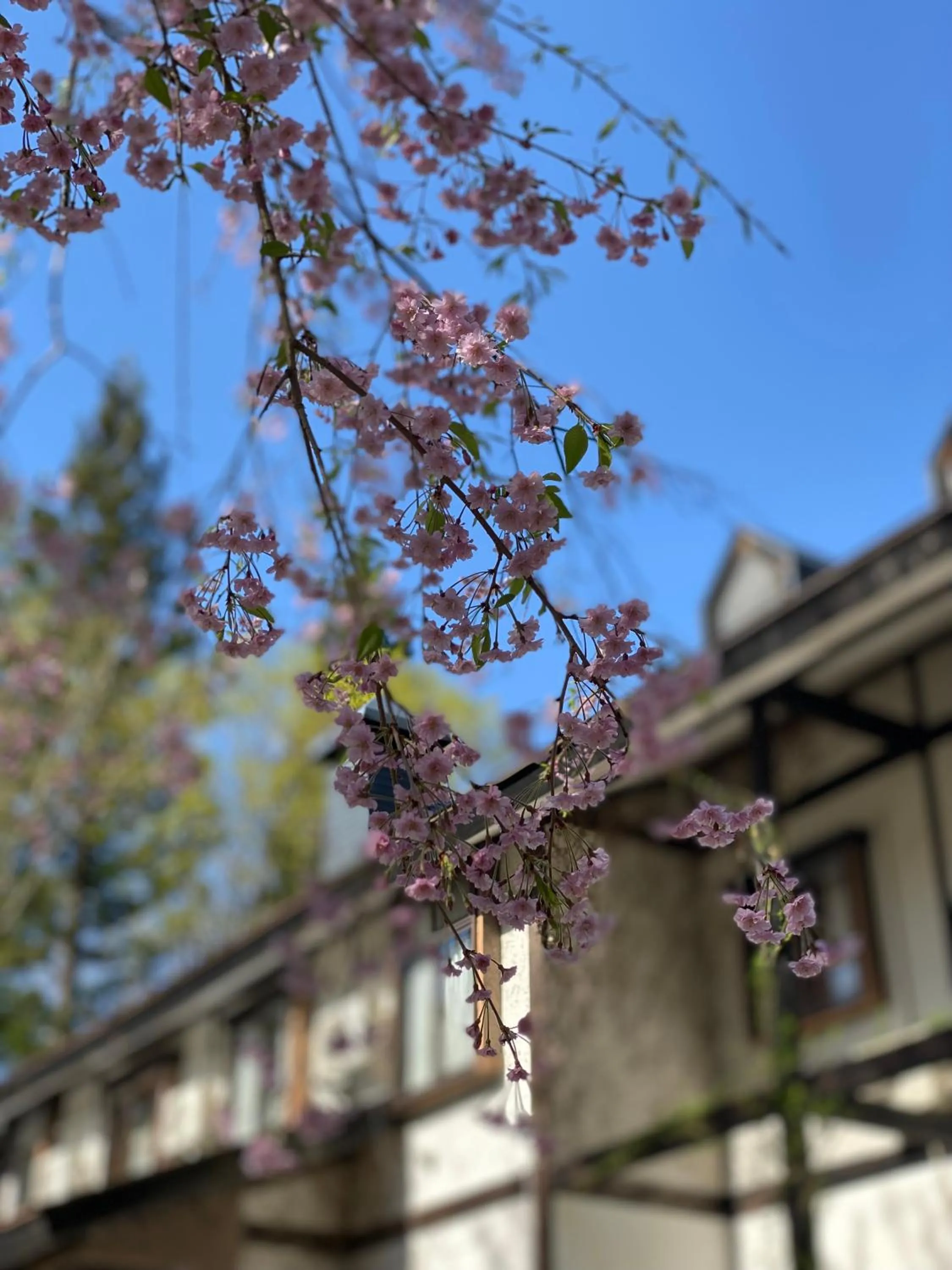 Garden Pension Obergurgl