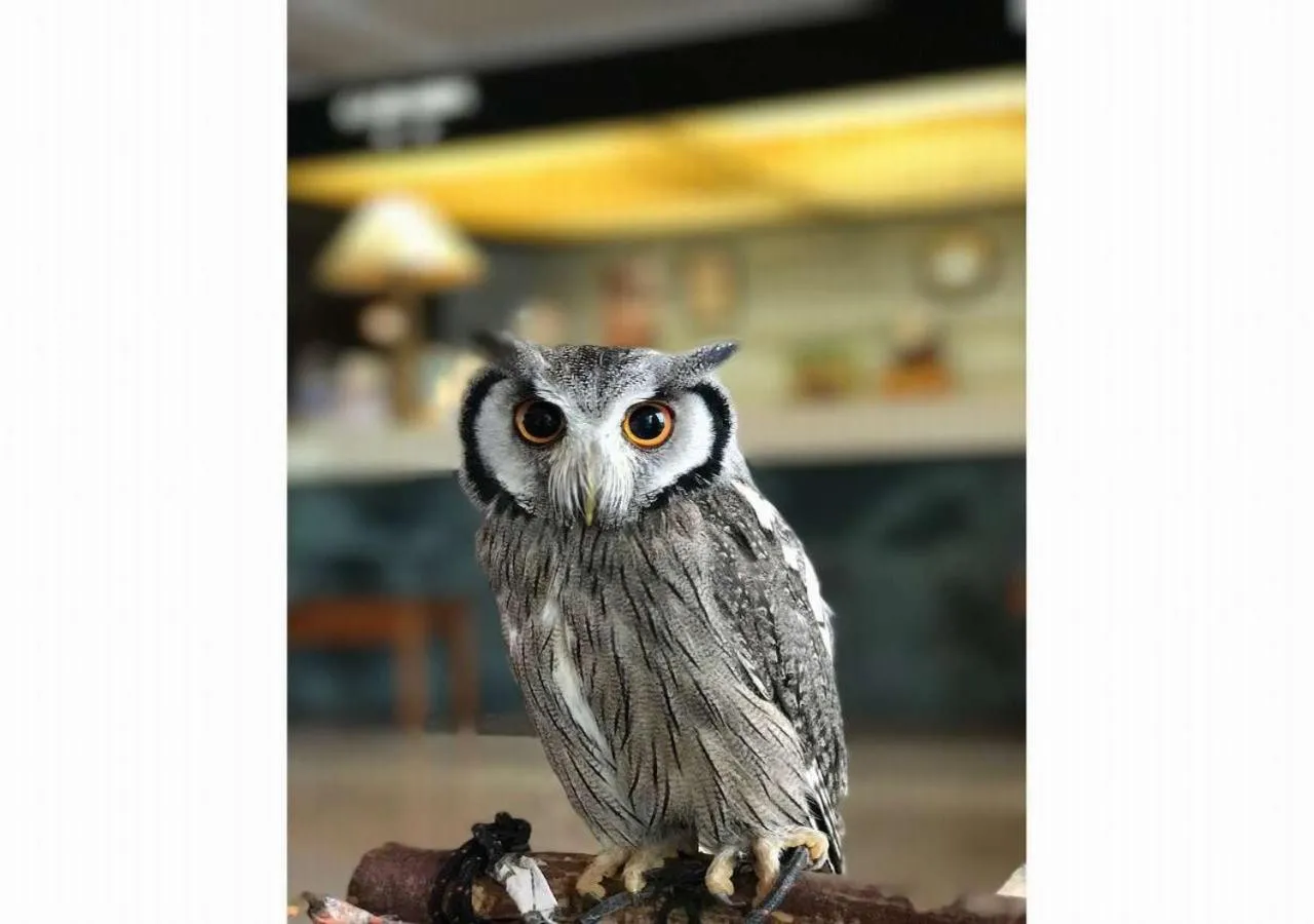 Other in Wano Resort Hazu