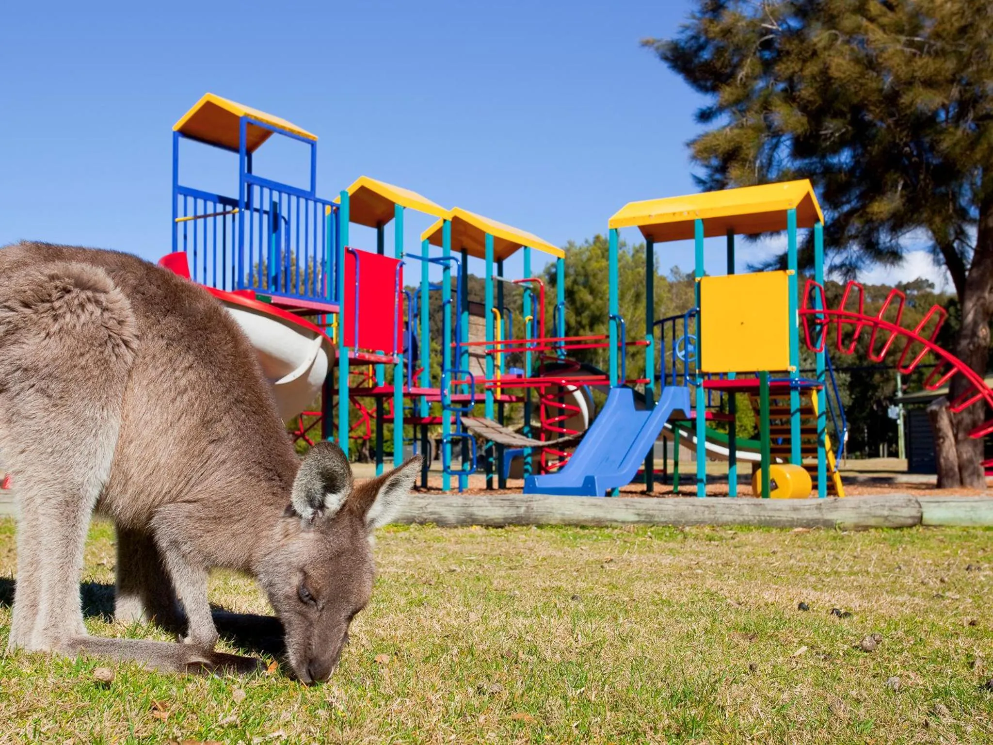 Children play ground in NRMA Murramarang Beachfront Holiday Resort