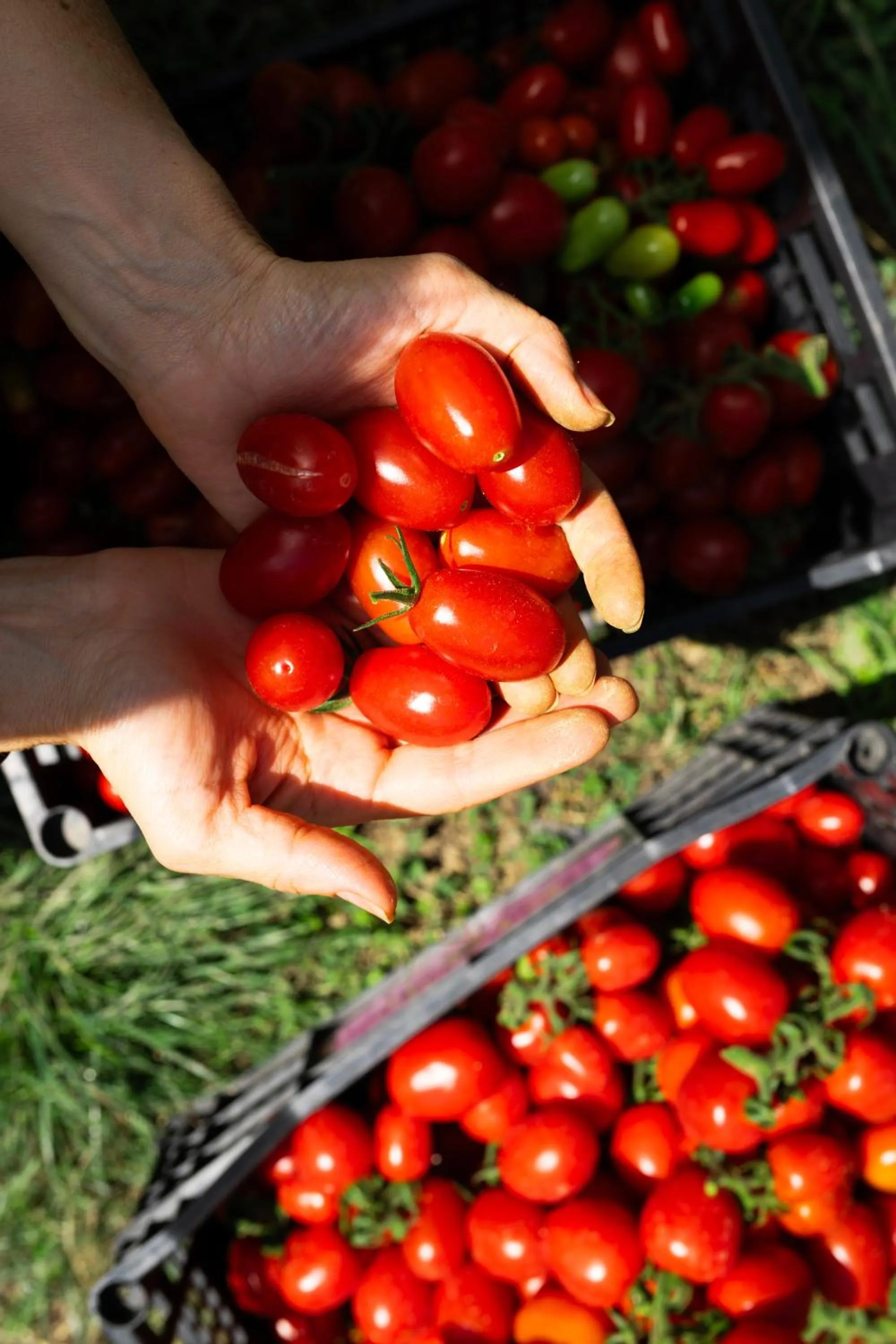 Food and drinks in Hotel Miramonti