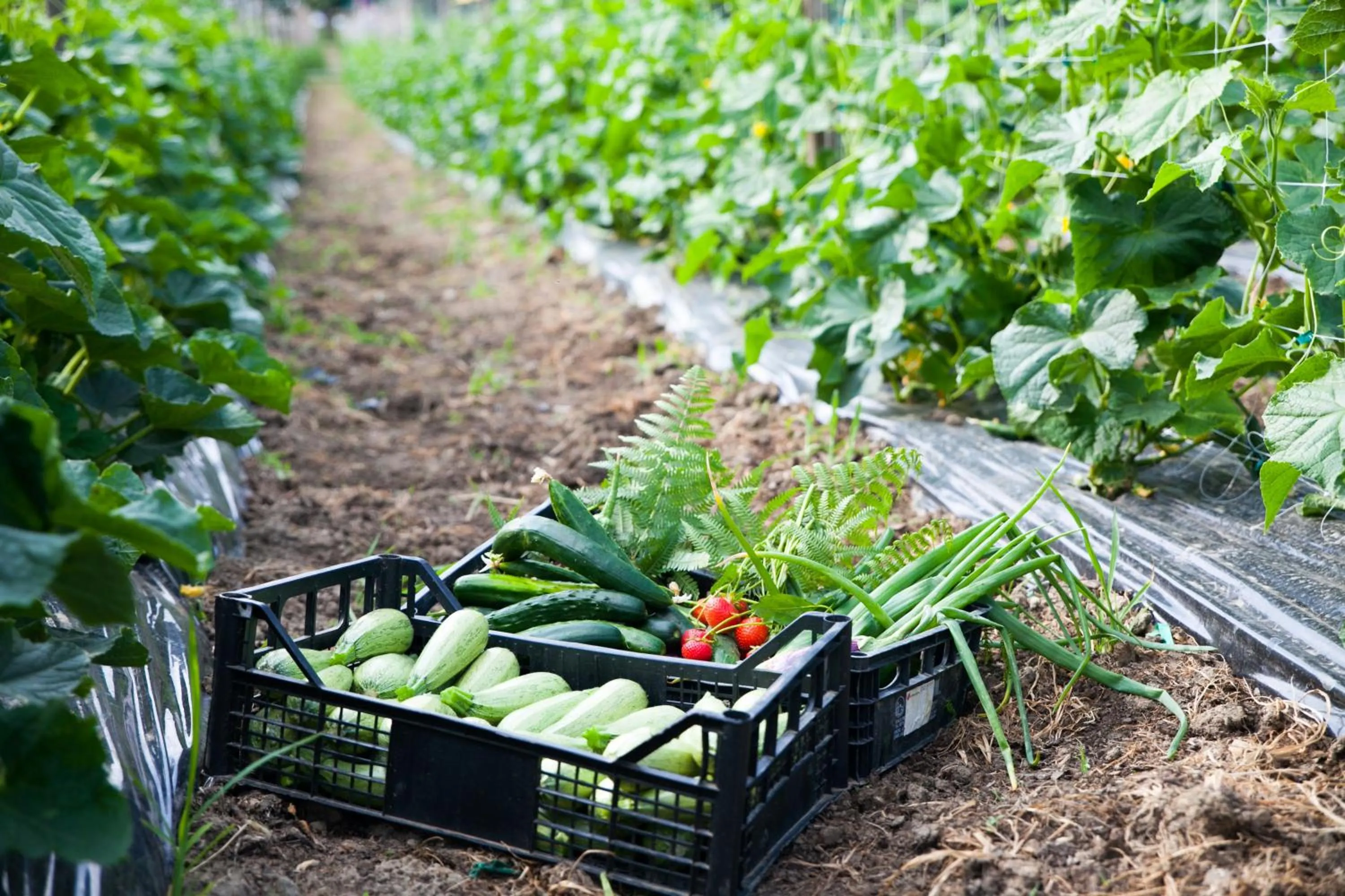 Food close-up in Hotel Miramonti