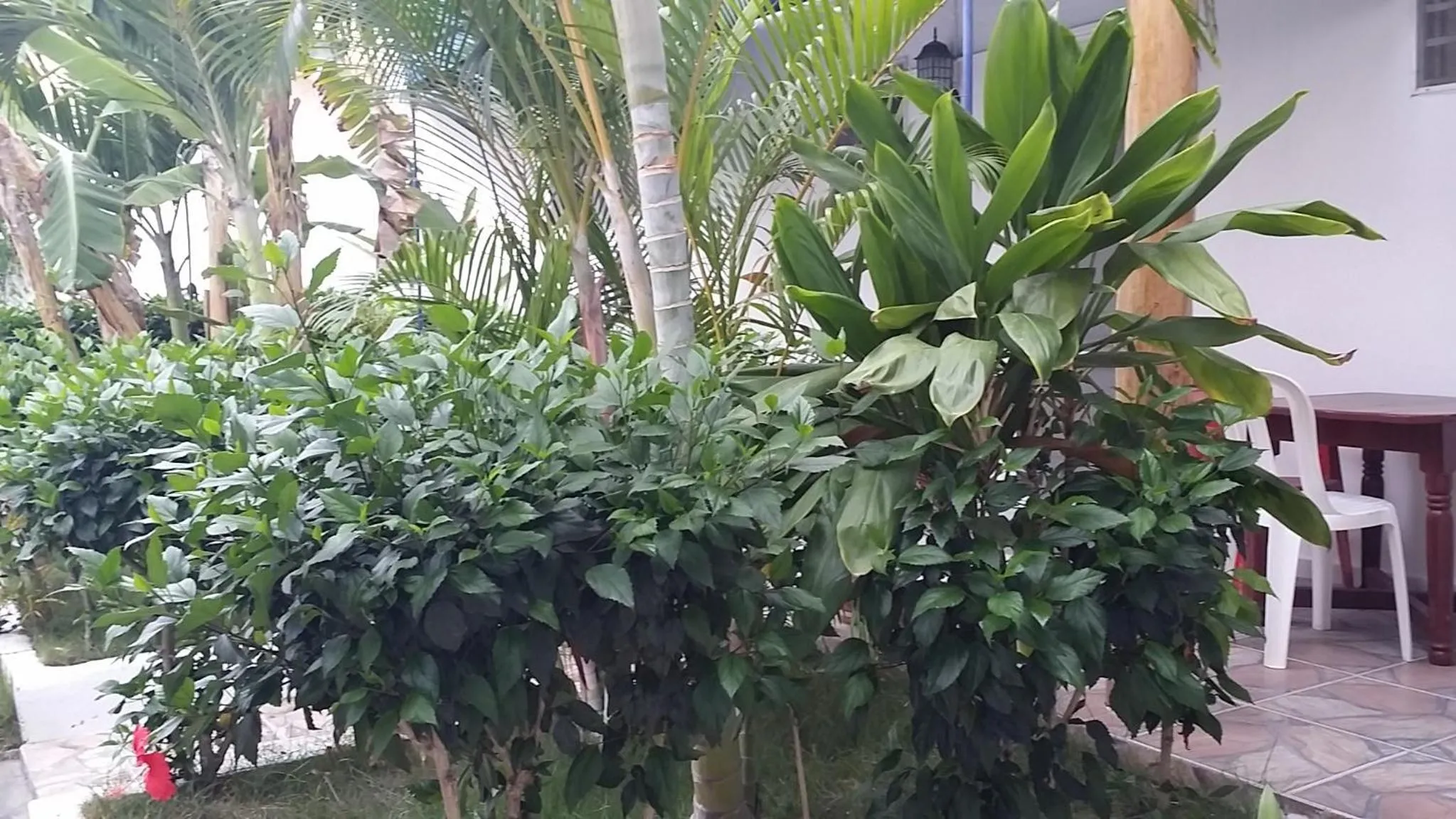 Garden in Lucy Rooms