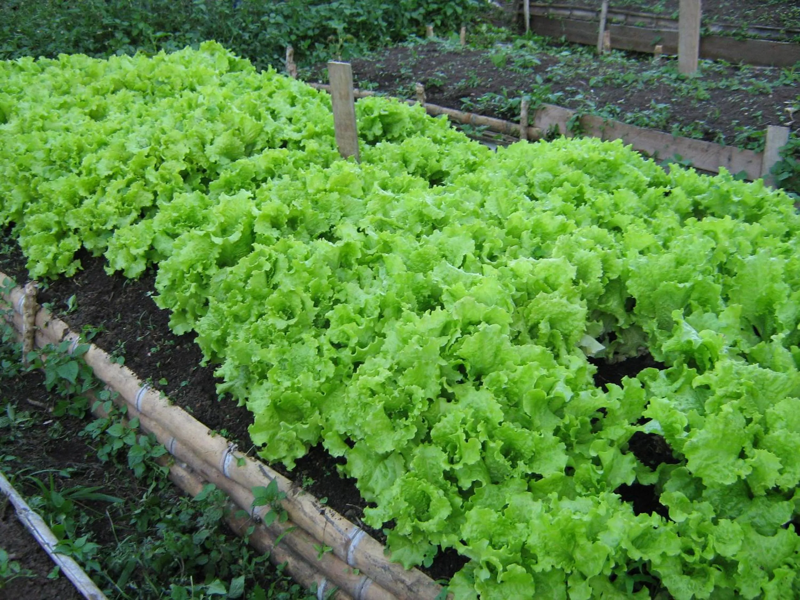Breakfast in San Agustin Internacional Hotel