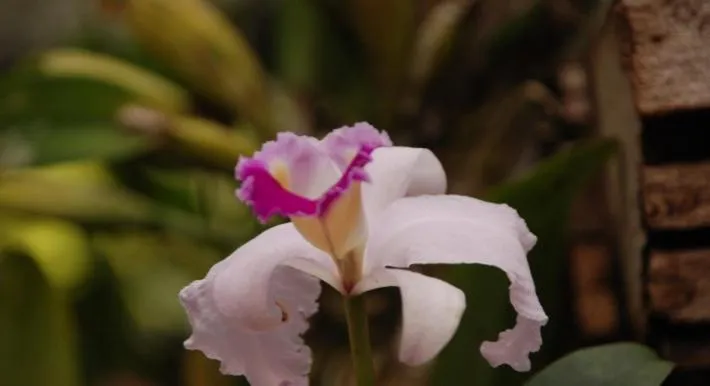 Garden in San Agustin Internacional Hotel