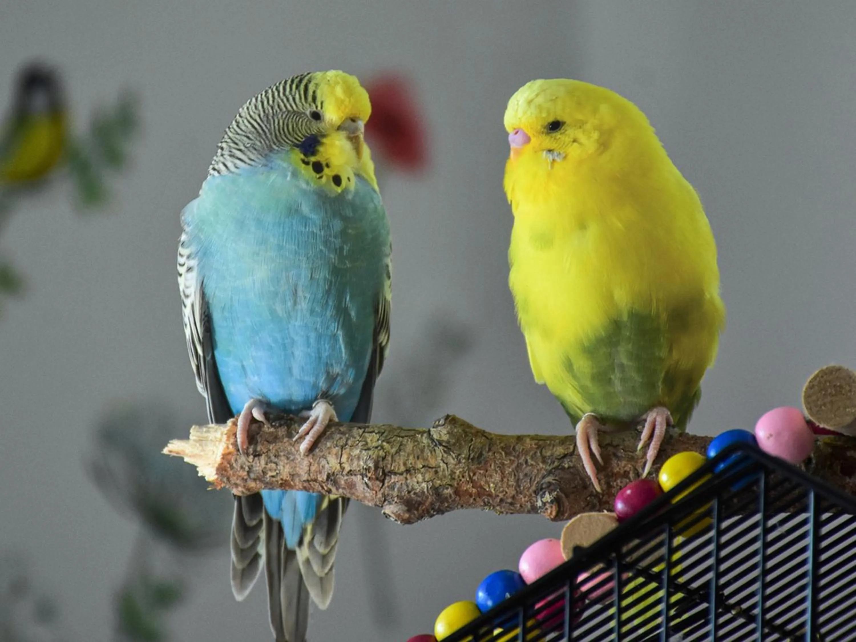 Animals in ritomaru rooms hakata hakozaki