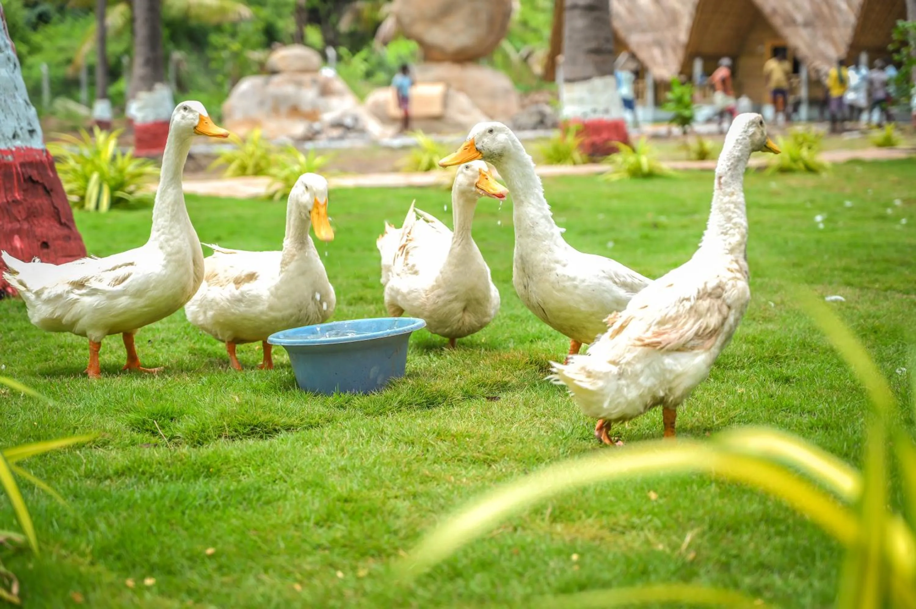 Tamarind Tree Way Side Amenities