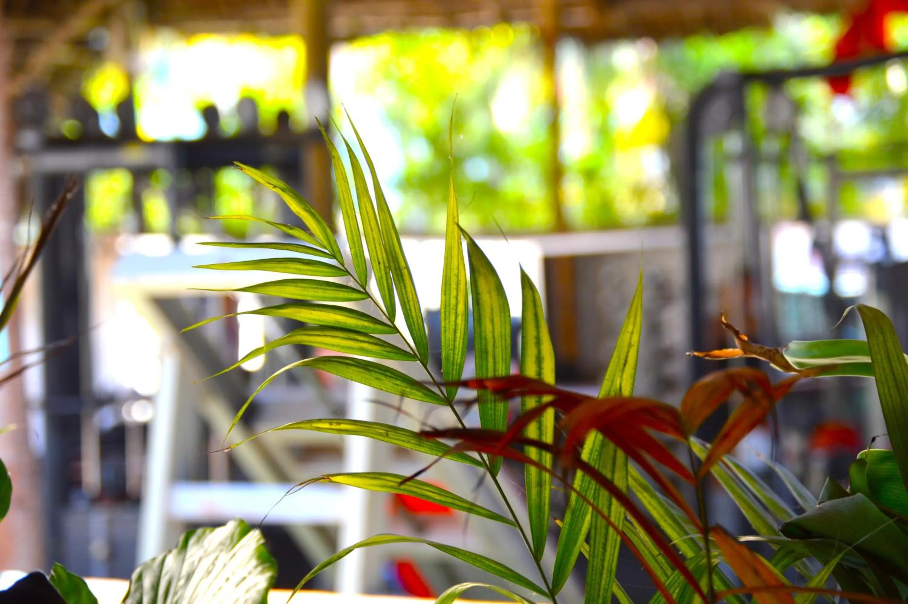 Garden in New Jambo Bungalows