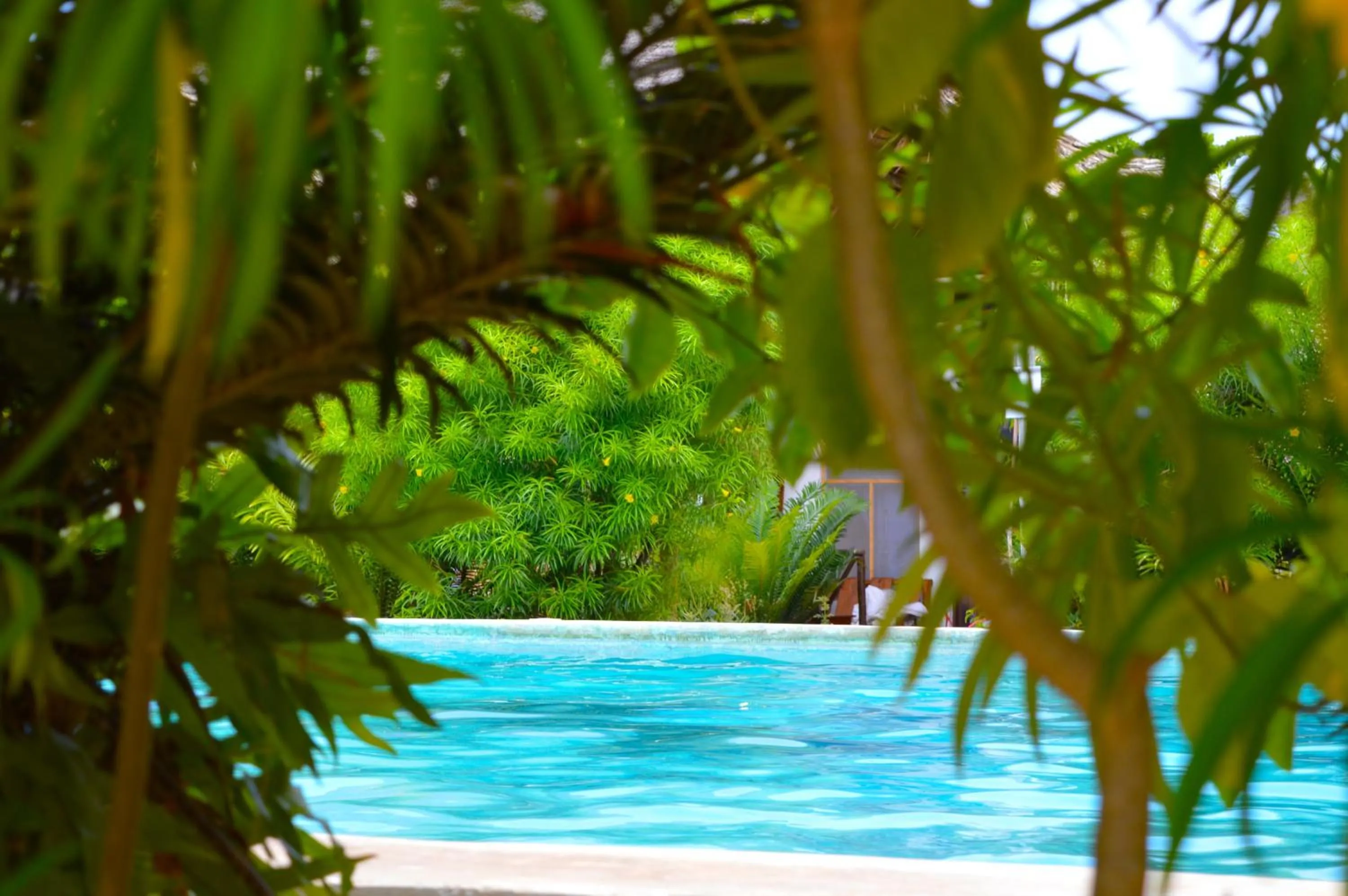 Pool view in New Jambo Bungalows
