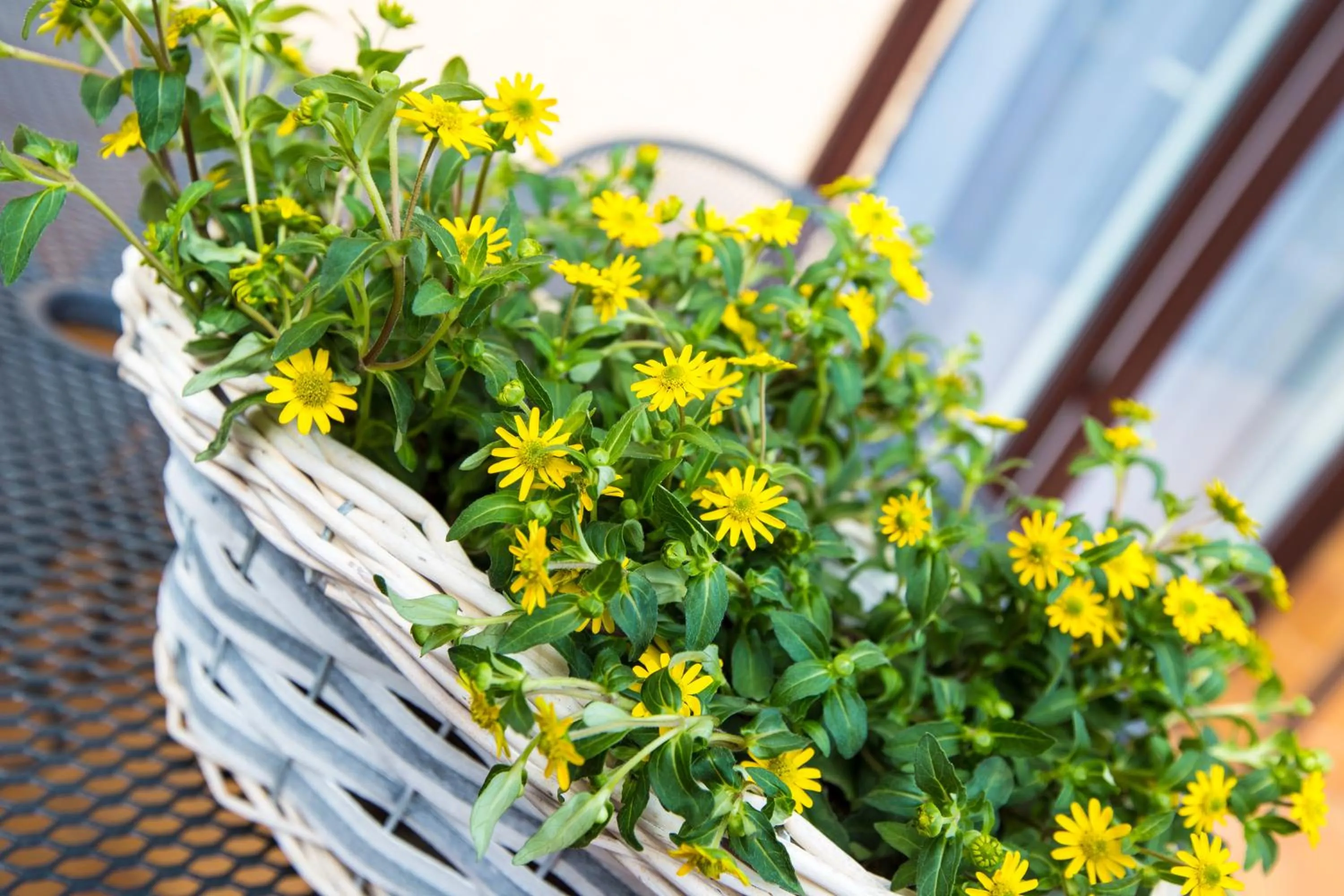 Savona Świnoujście