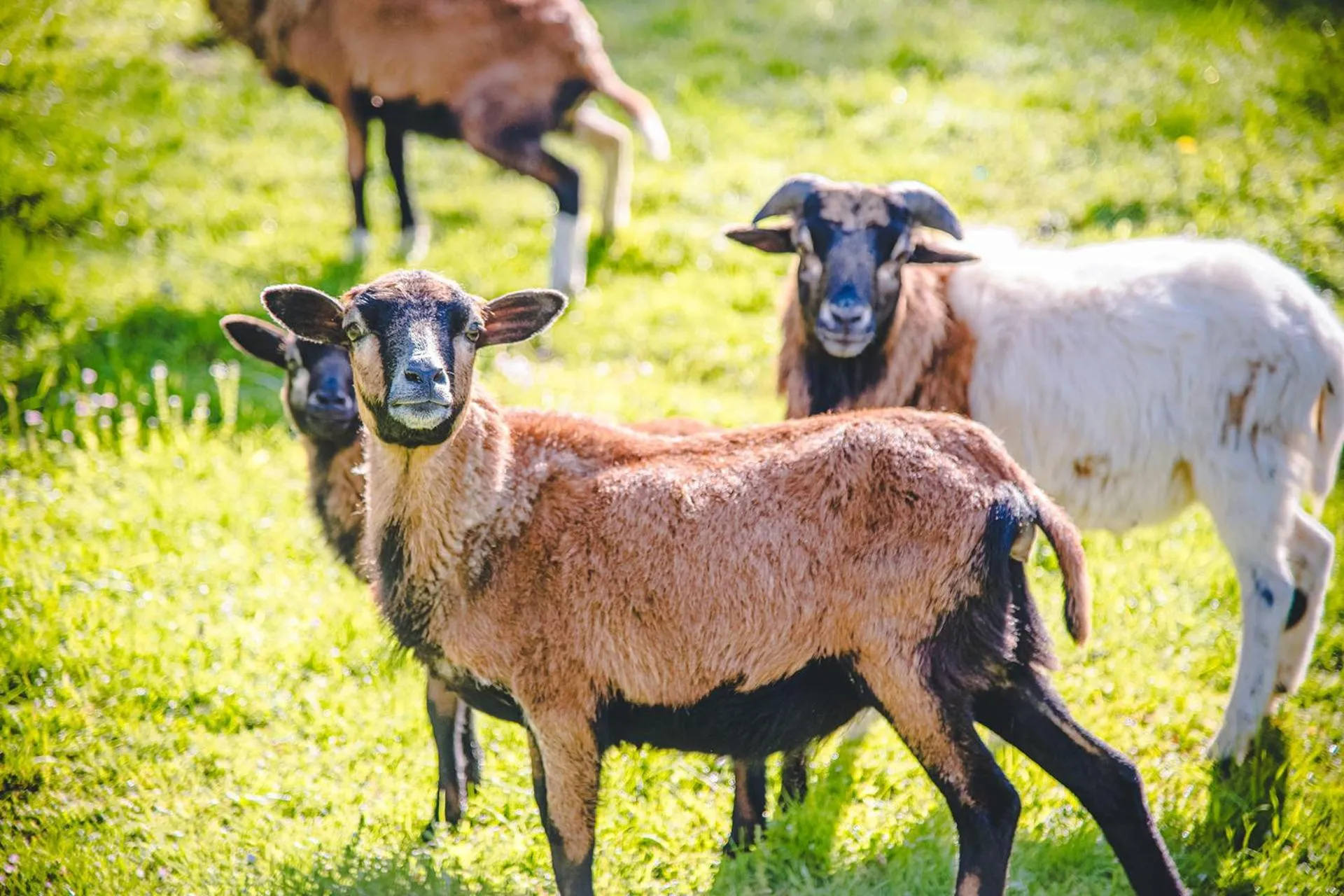 Animals in Wellness & Spa Hotel Čertov