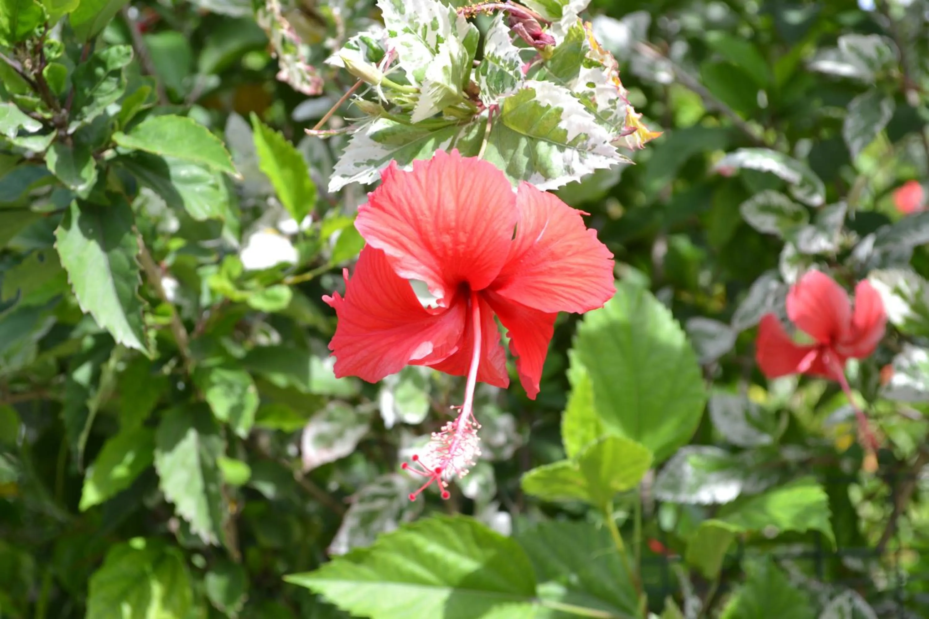 Off site in Cabañas Henua Iti