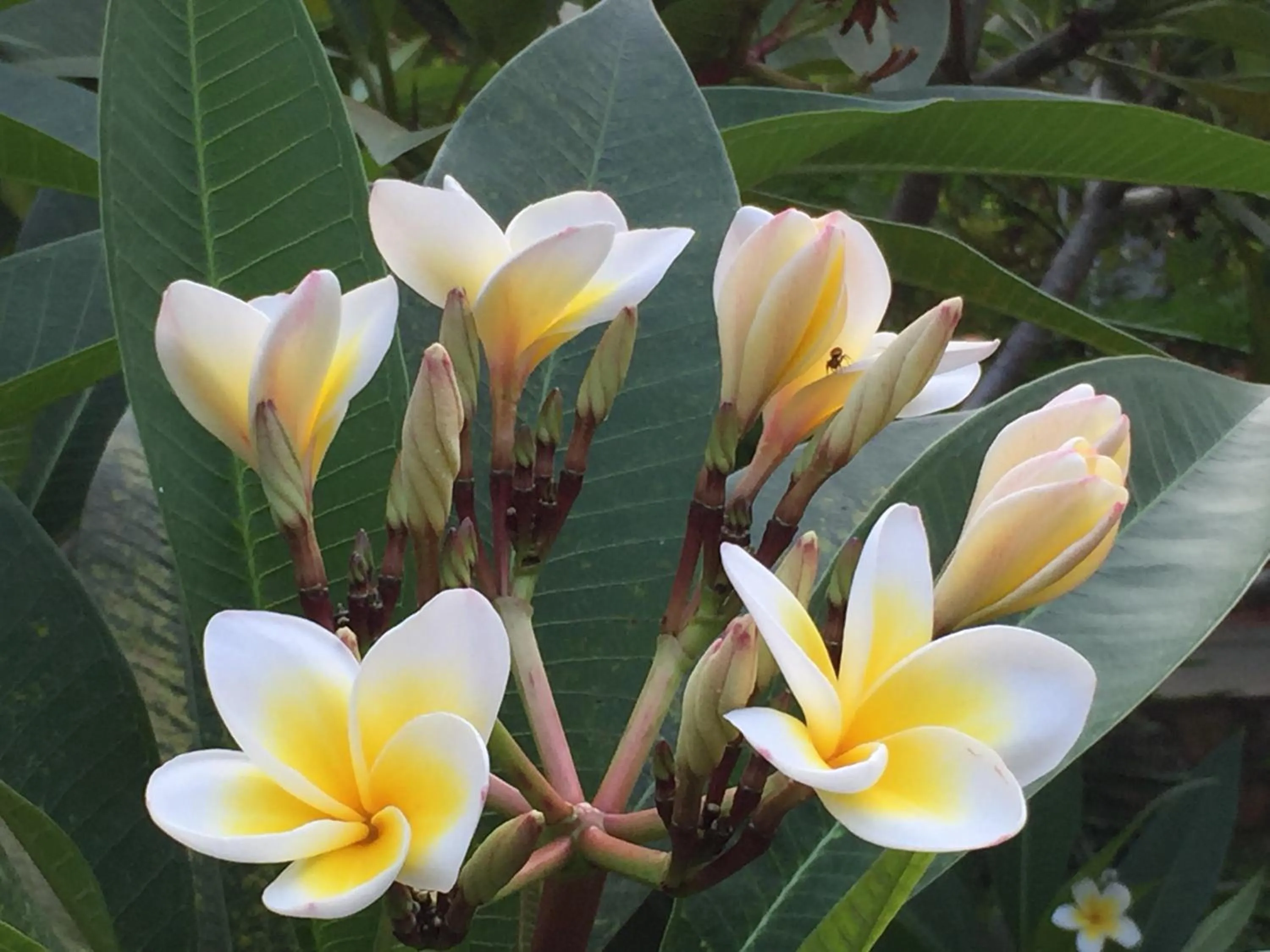 Day in Kep Bungalows