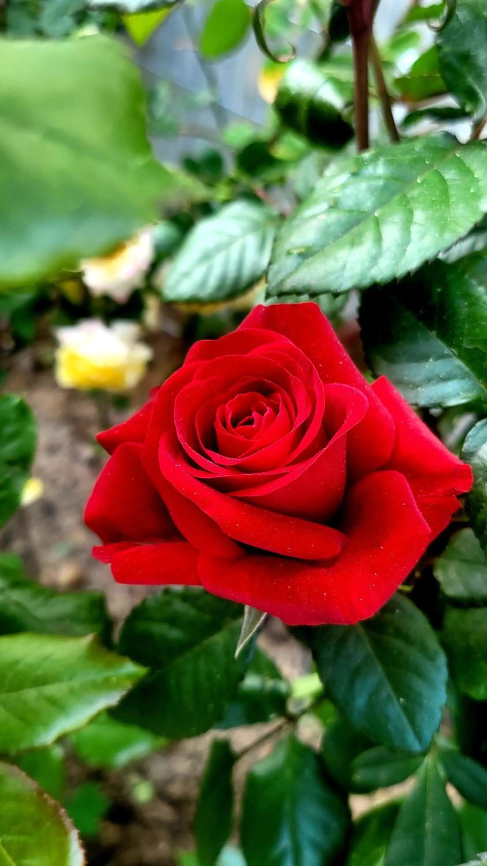 Chuncheon Onda Poolvilla