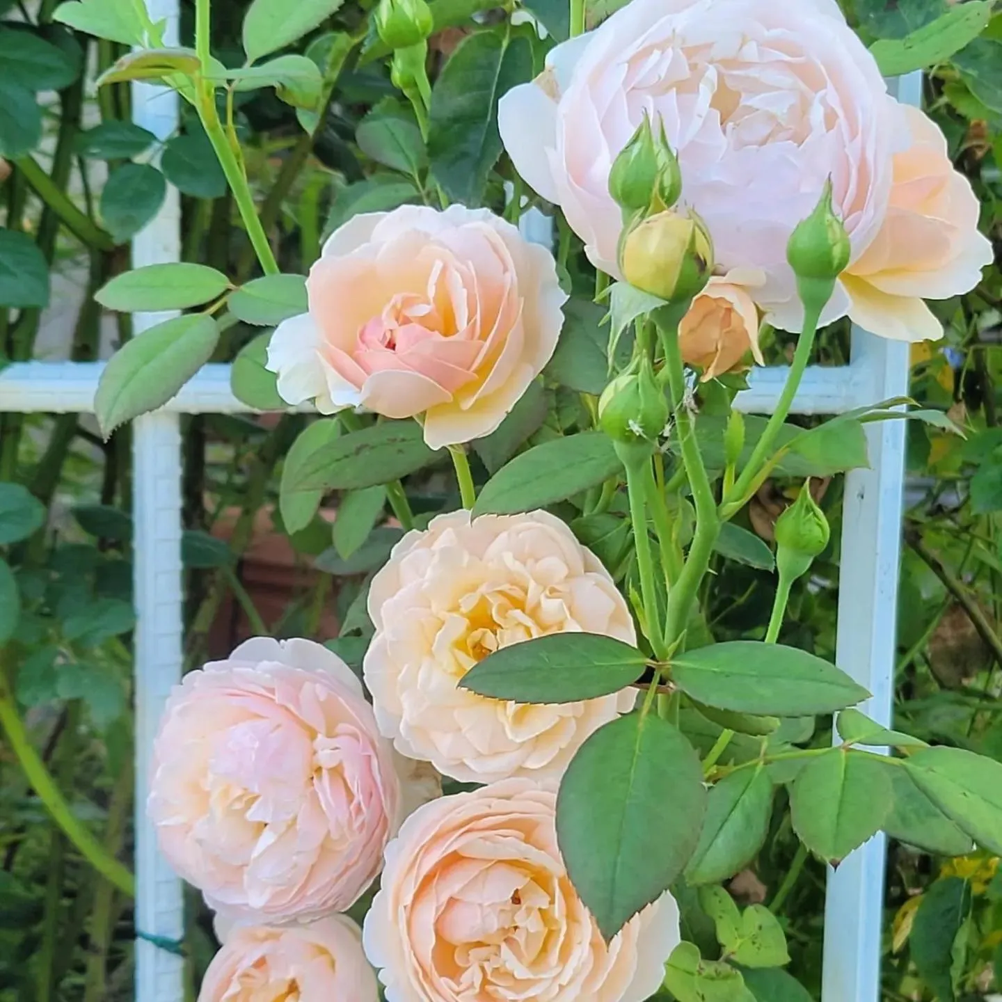 Chuncheon Onda Poolvilla