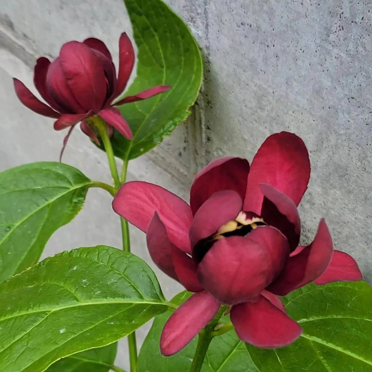 Chuncheon Onda Poolvilla