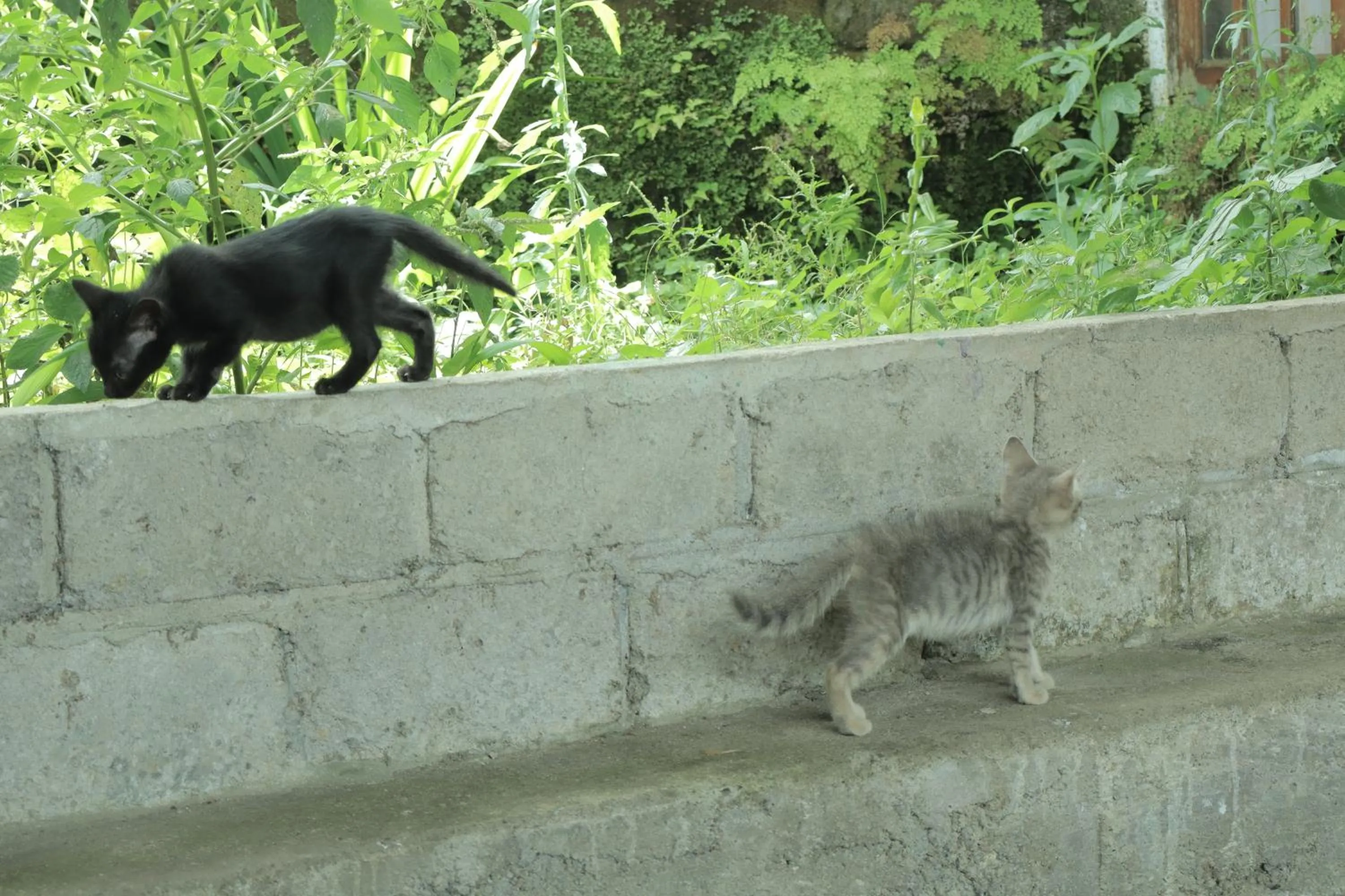 Animals in Chrisma Bed and Breakfast