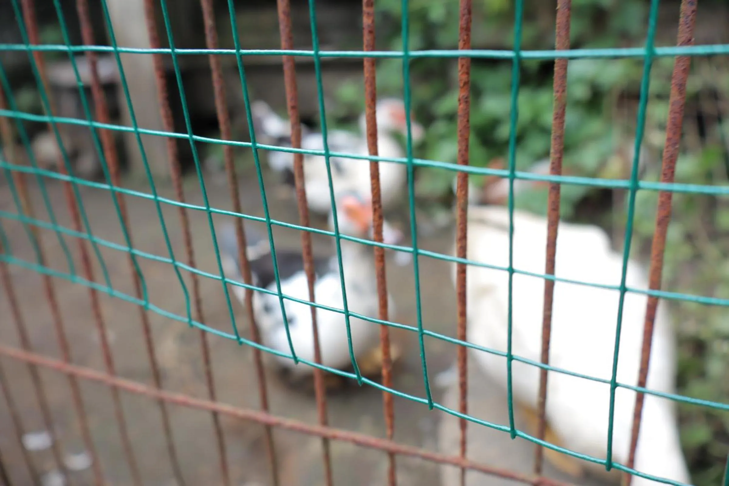 Animals in Chrisma Bed and Breakfast