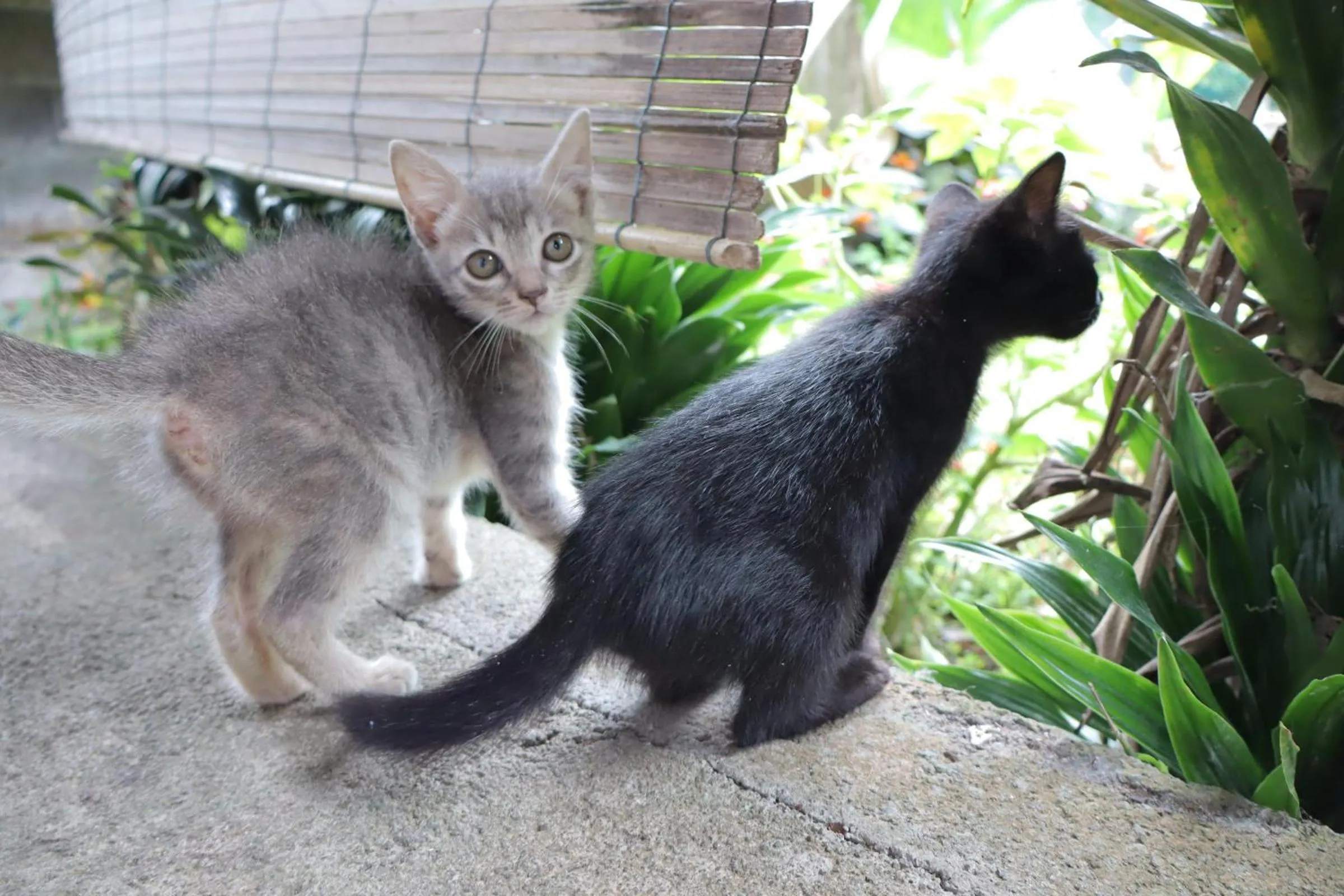 Animals in Chrisma Bed and Breakfast