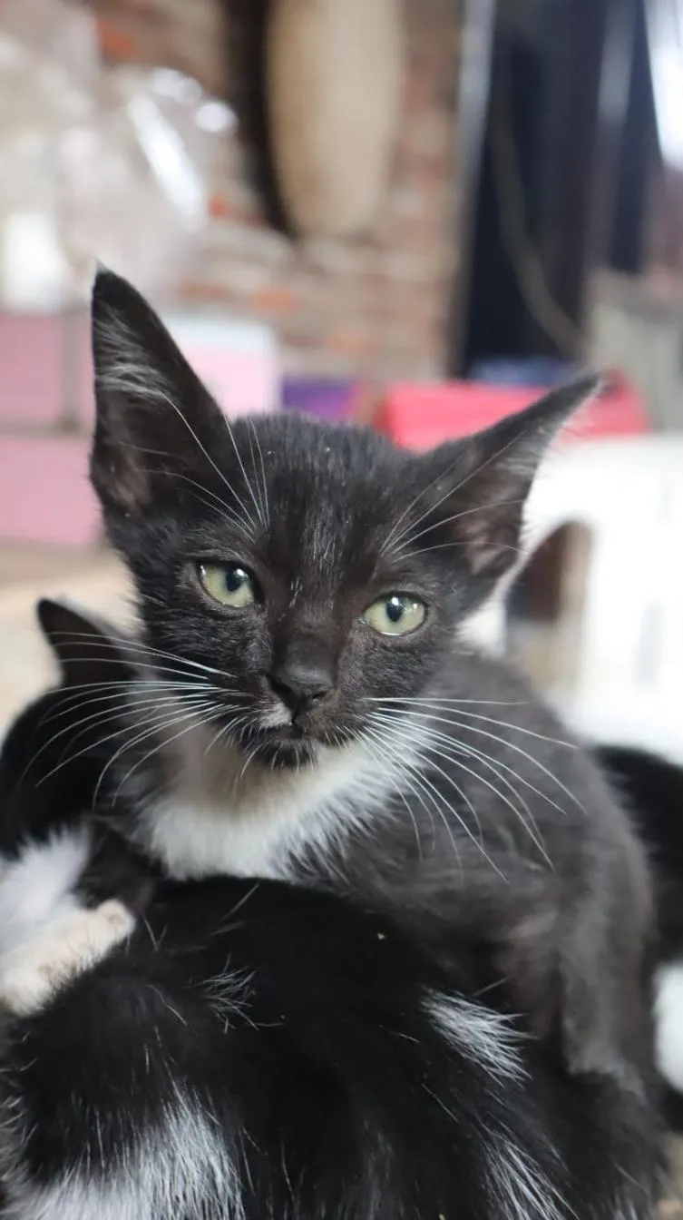 Animals in Chrisma Bed and Breakfast