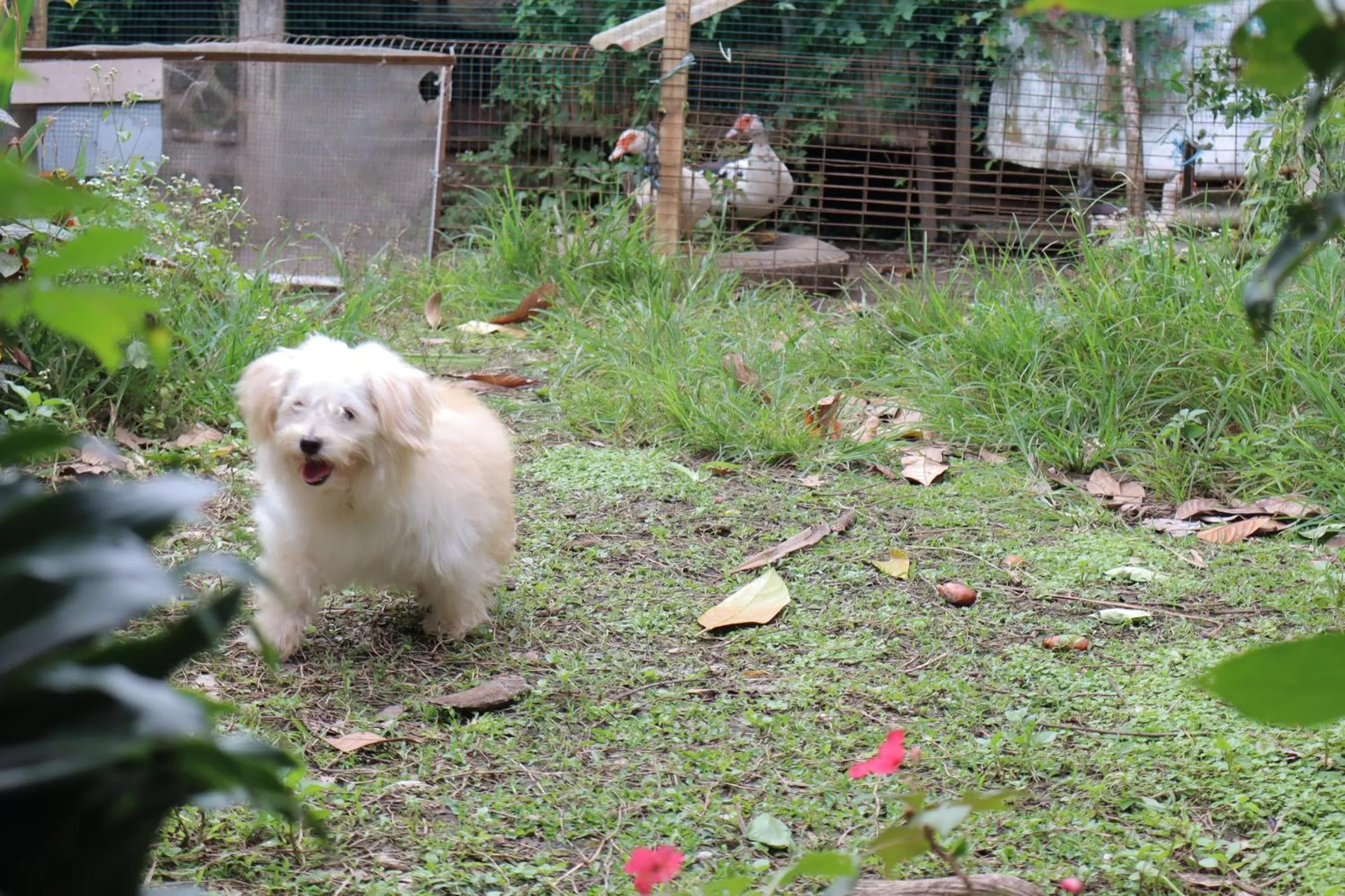 Animals in Chrisma Bed and Breakfast