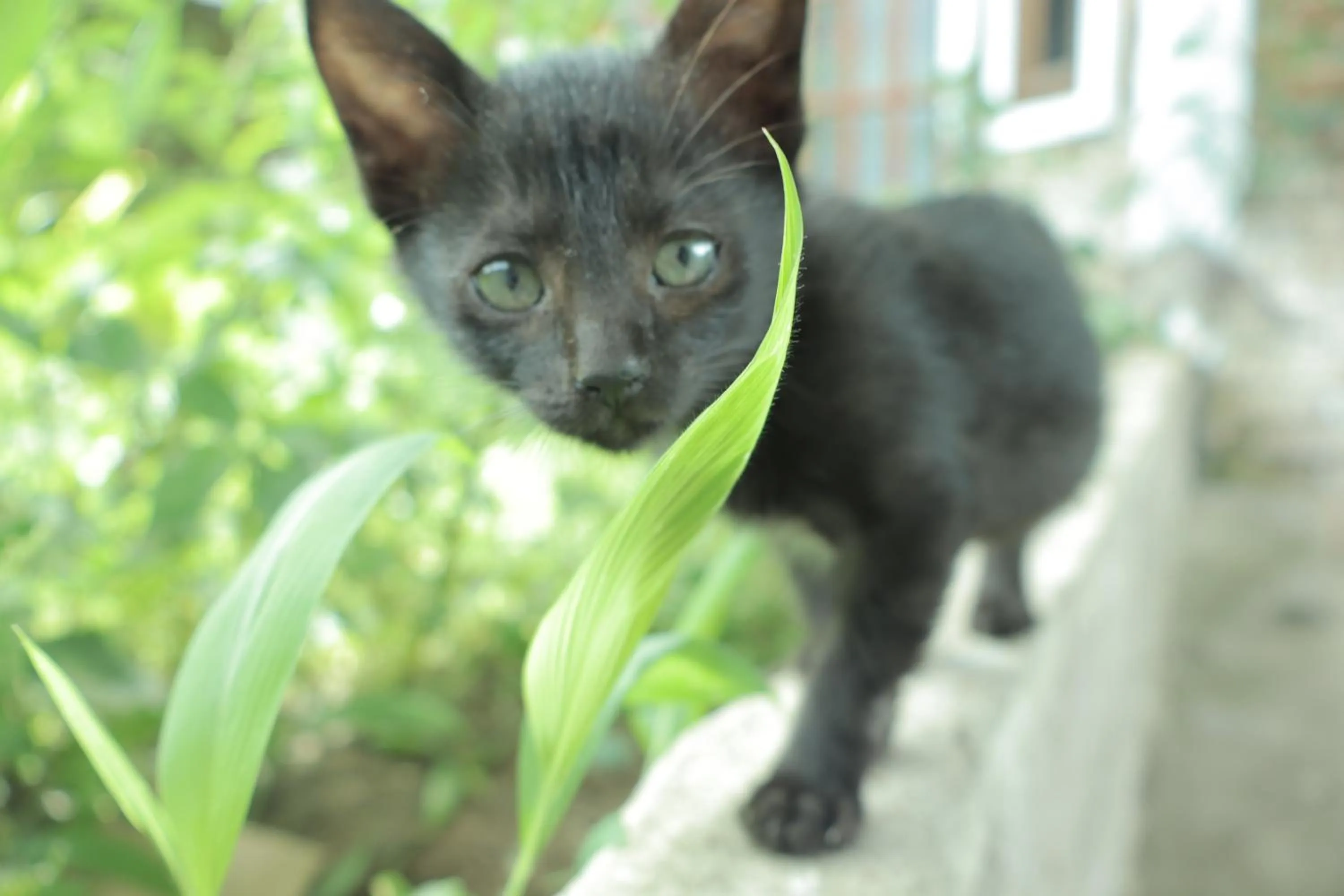 Animals in Chrisma Bed and Breakfast