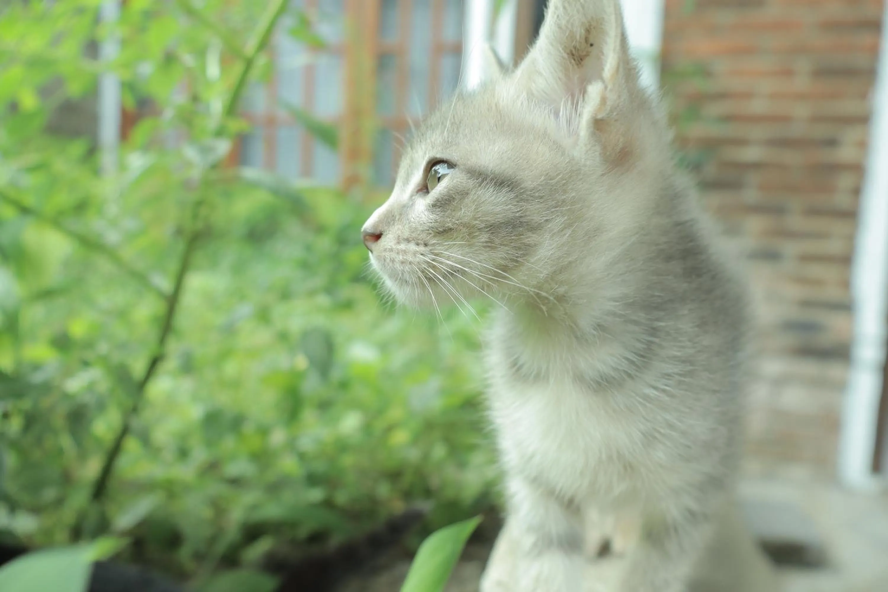 Animals in Chrisma Bed and Breakfast