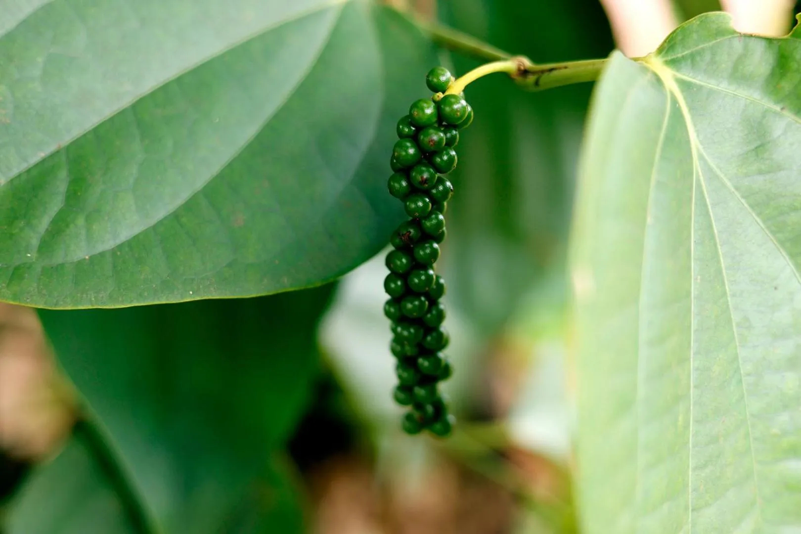Property building in SandalMist Resort and Spa