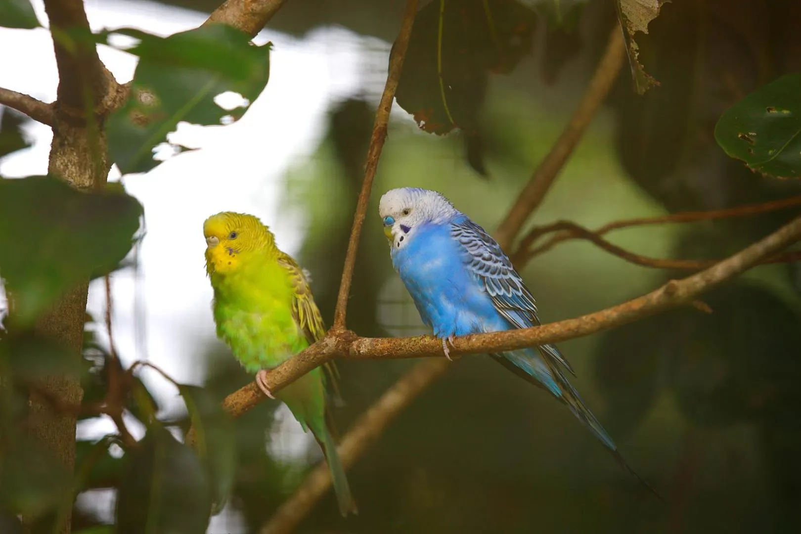 Property building in SandalMist Resort and Spa