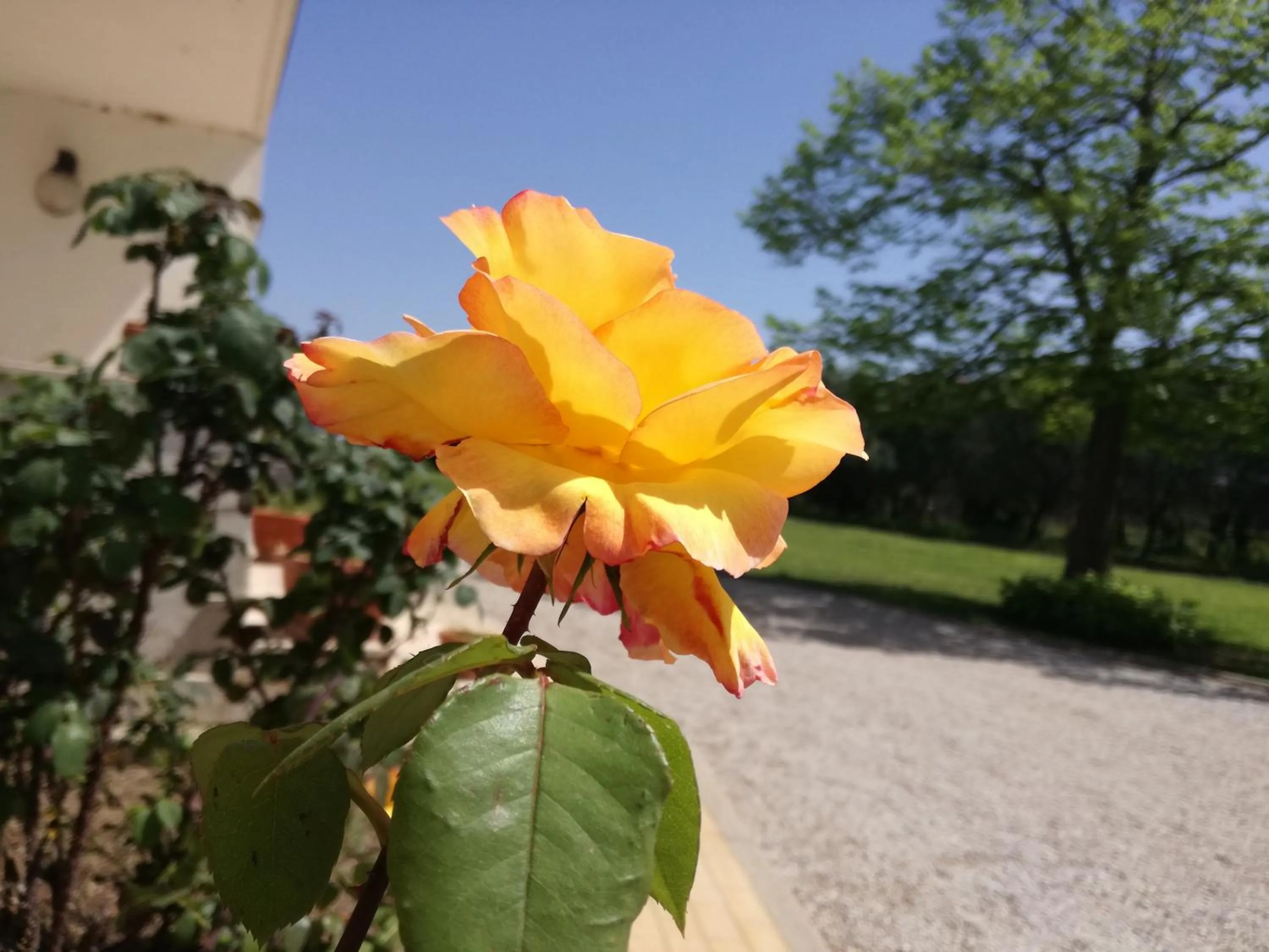 Garden in B&B Villa Napoli