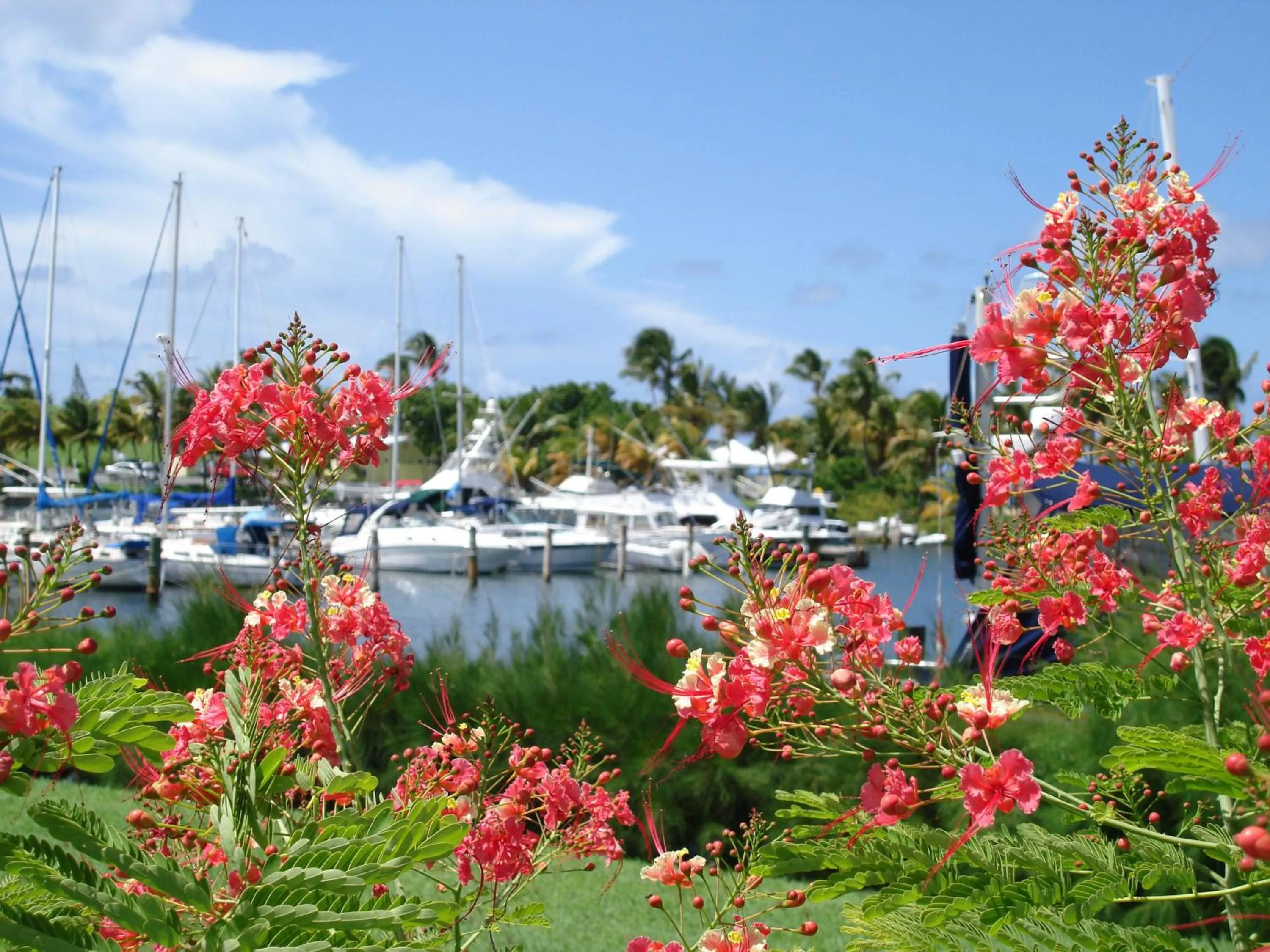 Area and facilities in Tamarind Reef Resort Spa & Marina