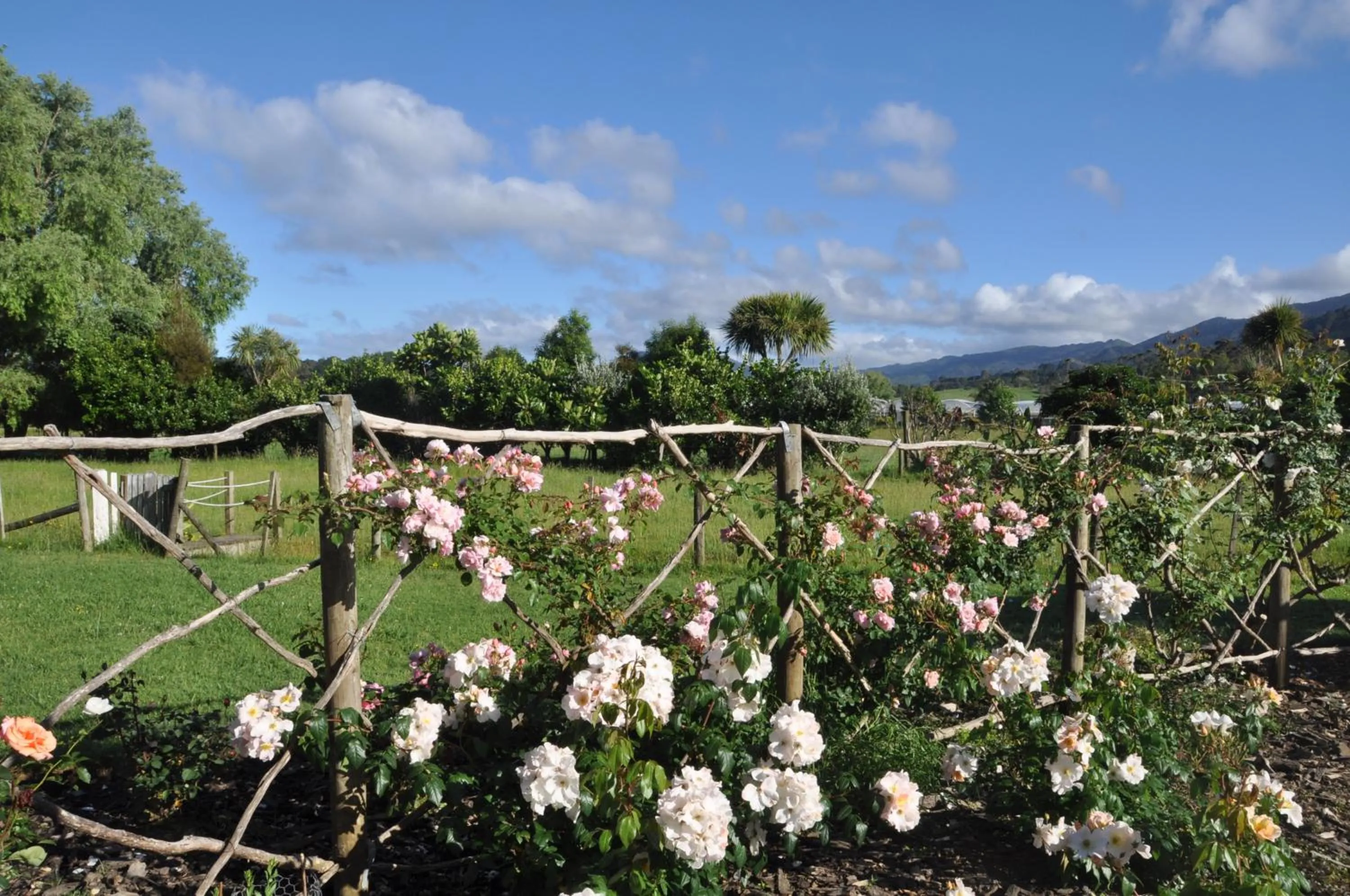 Garden in Jacaranda Lodge