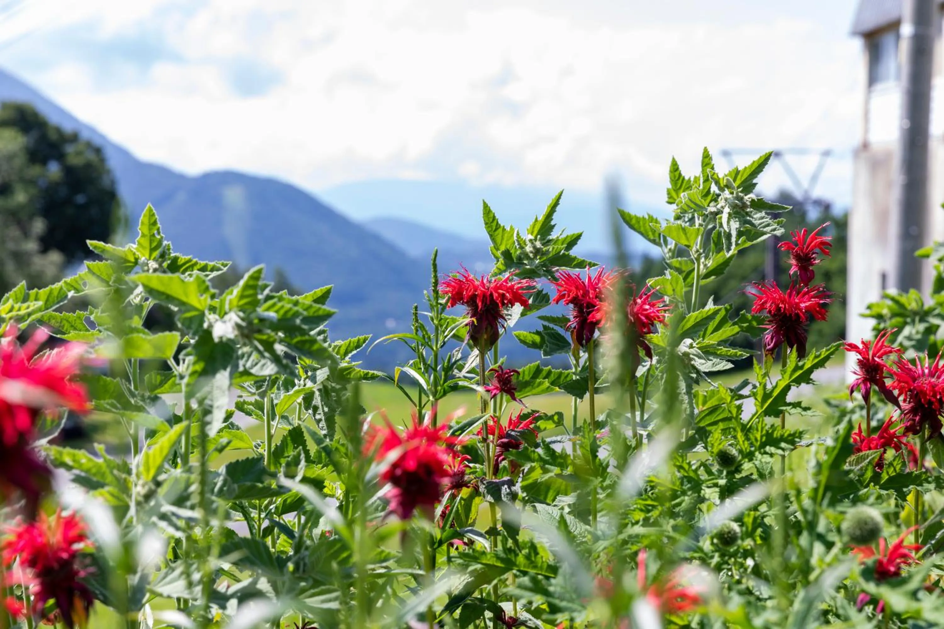 Summer in Hotel Tagawa