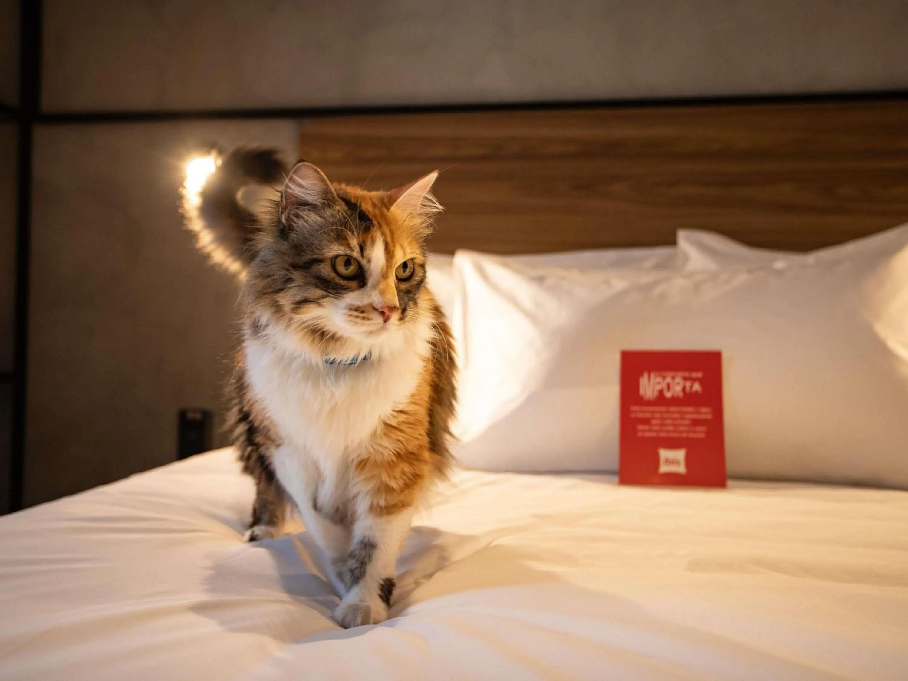 Bedroom, Bed in Ibis Serra Talhada