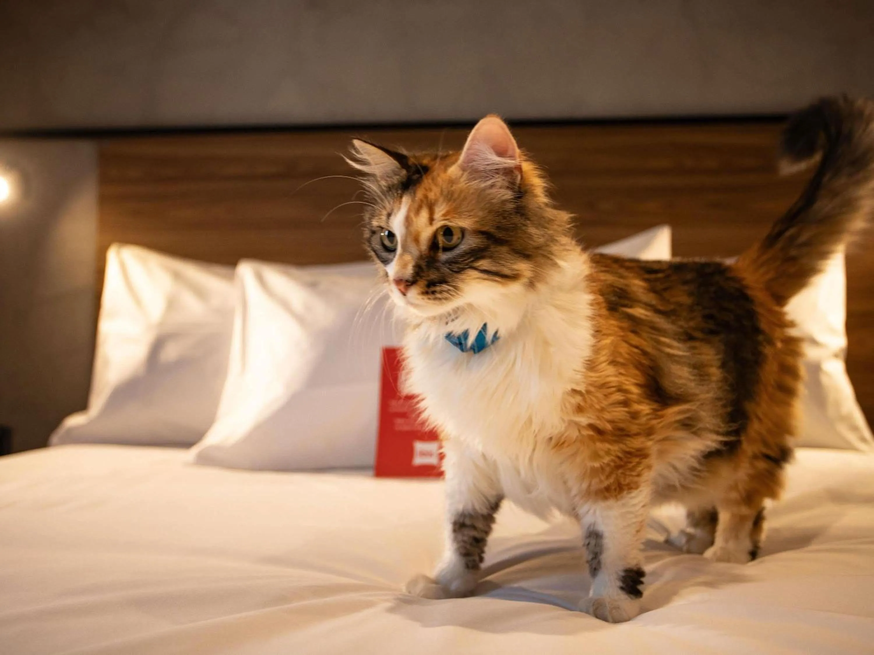 Bedroom, Bed in Ibis Serra Talhada