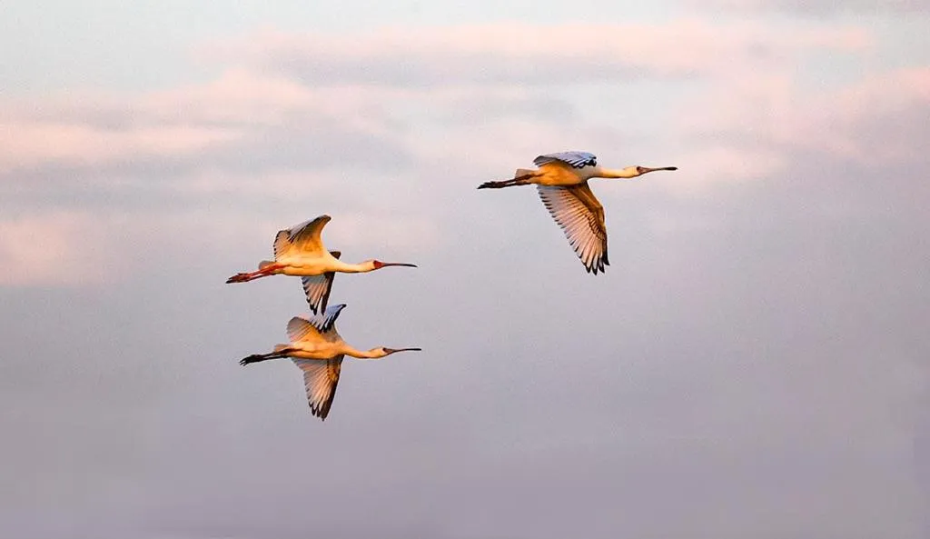 Bazouk Du Saloum Ecolodge Solidaire