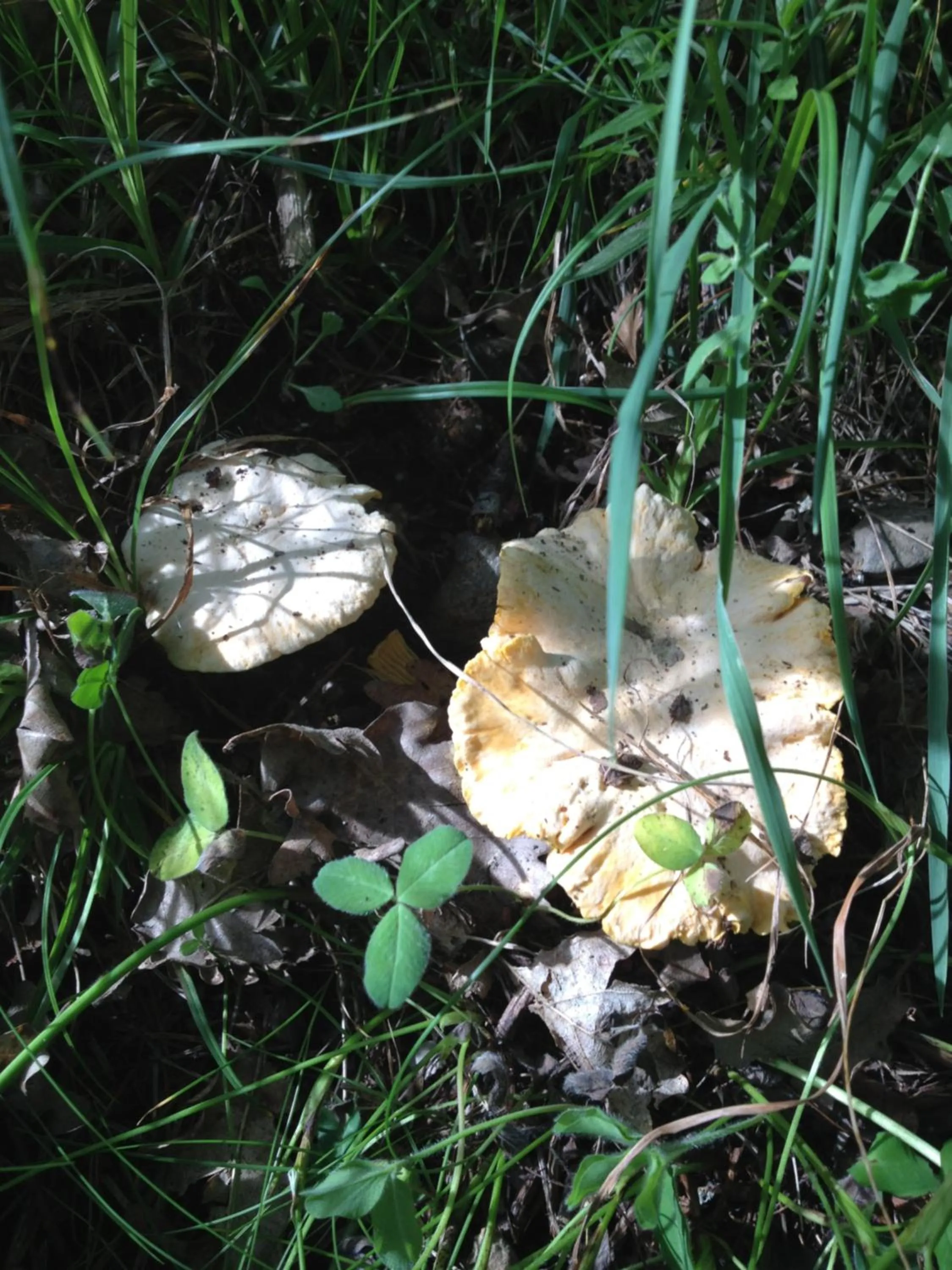 Natural landscape in El Refugio de Aran Vielha Aparthotel