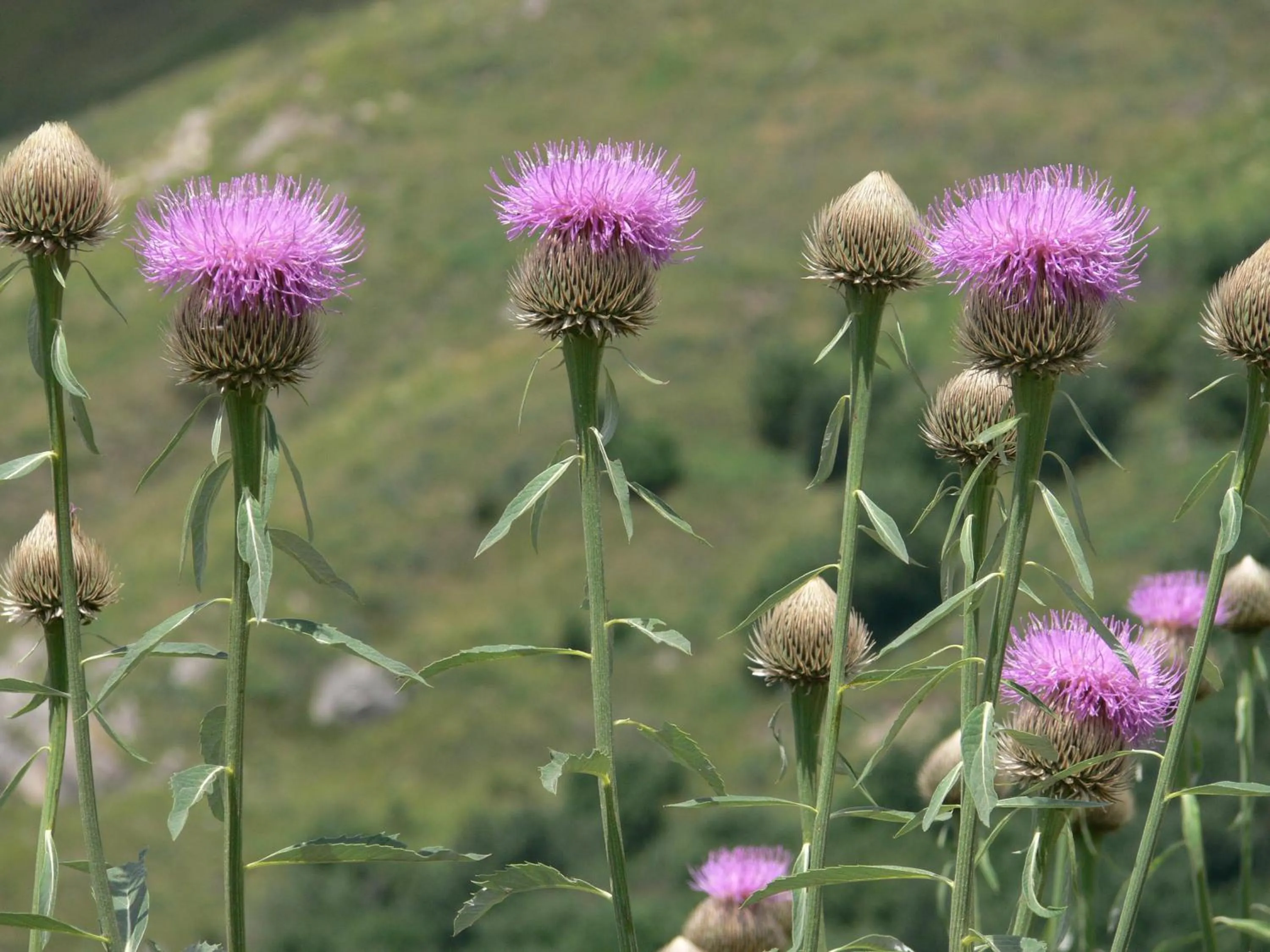 Natural landscape in El Refugio de Aran Vielha Aparthotel