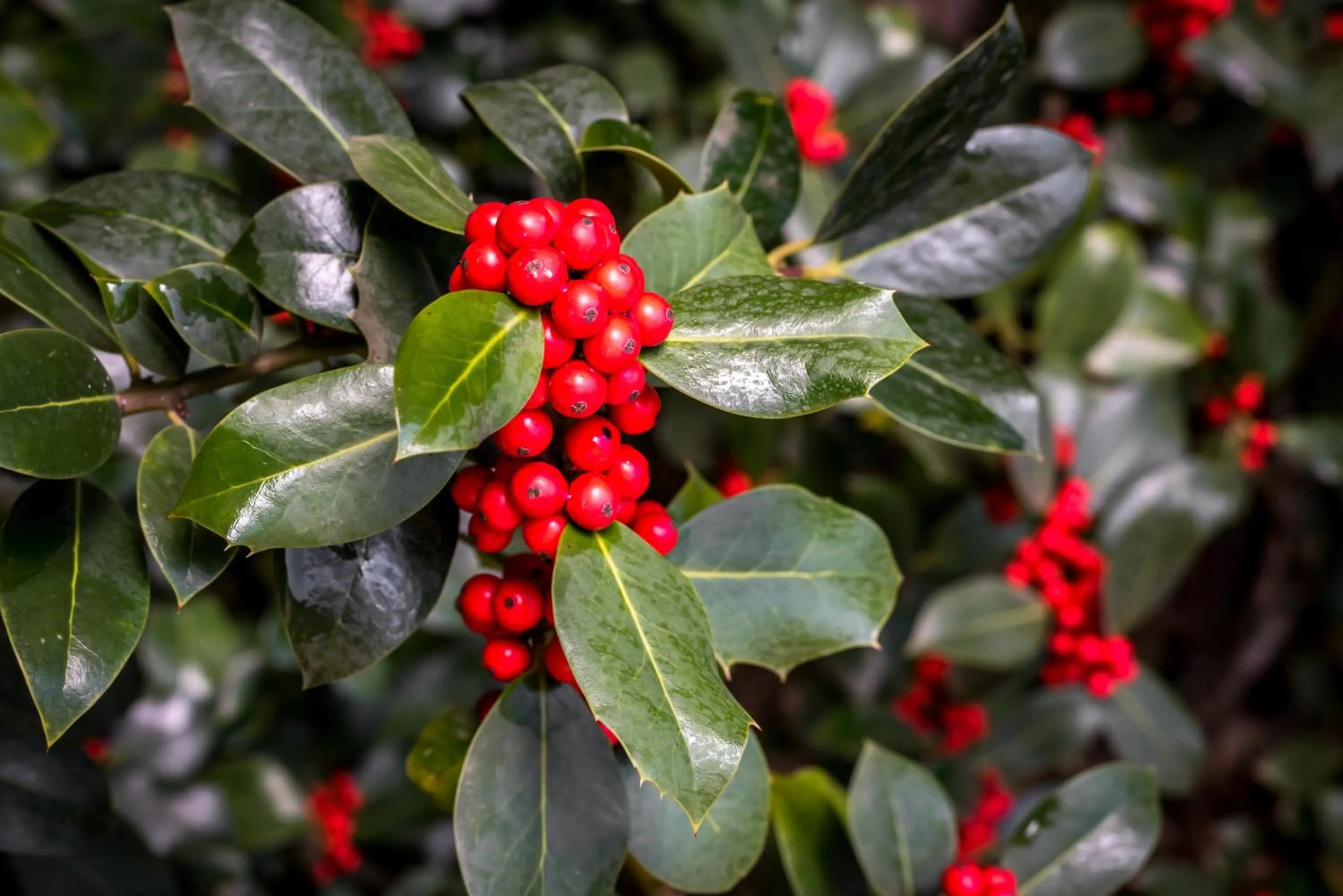 Garden in El Refugio de Aran Vielha Aparthotel