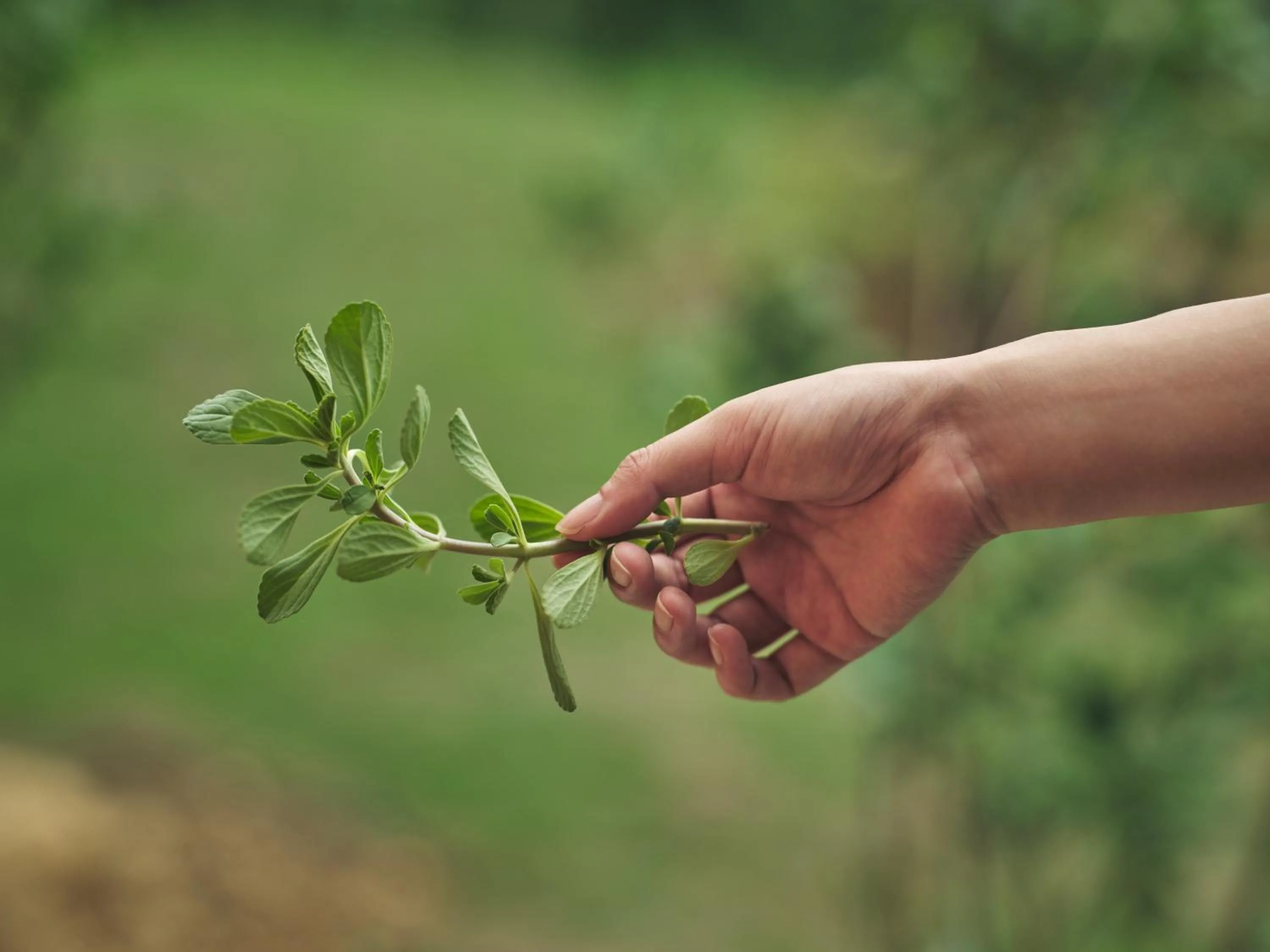 Garden in YAWN YARD Kouri Island