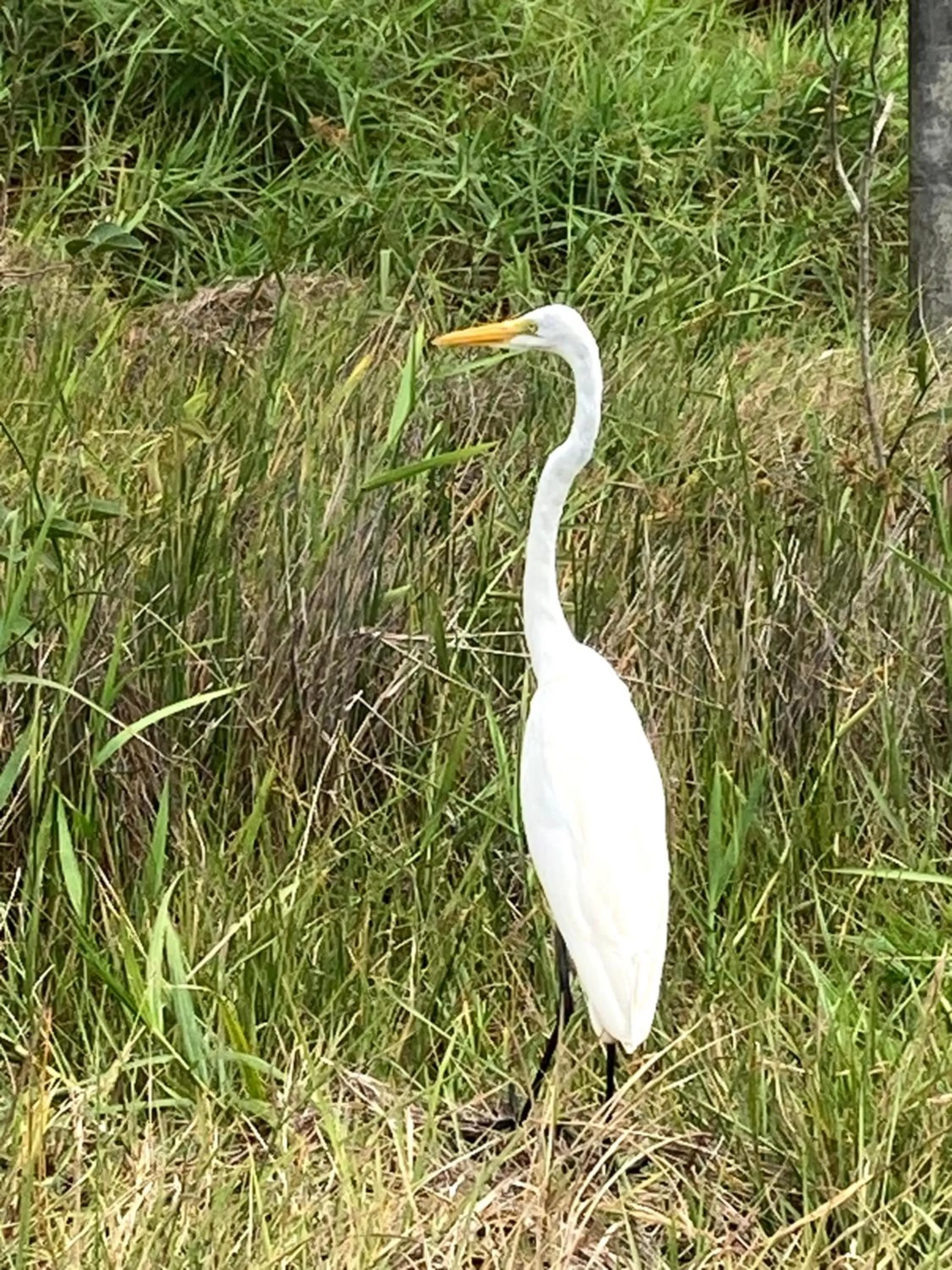 Animals in Pousada Velas e Vento - Barra Grande, Taipu de Fora, Maraú