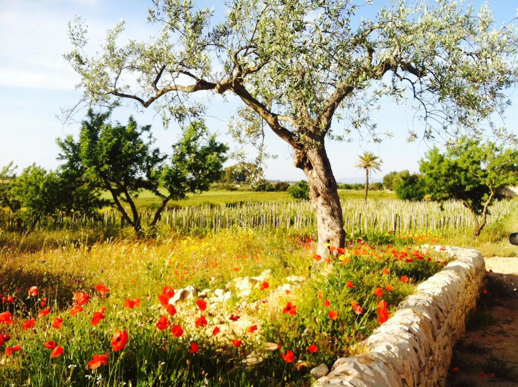 Day in Baglio Occhipinti