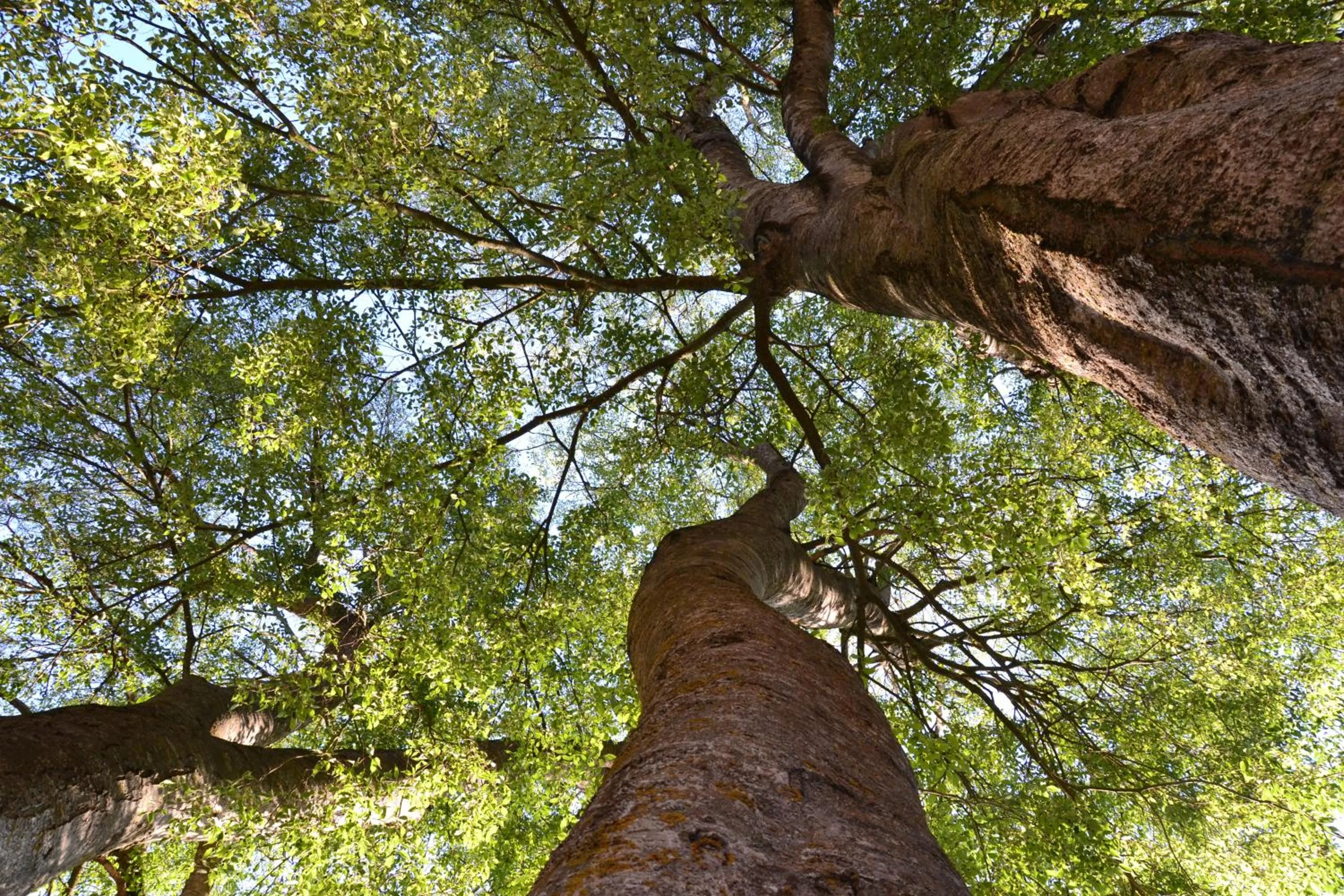 Garden in Monestir de Les Avellanes