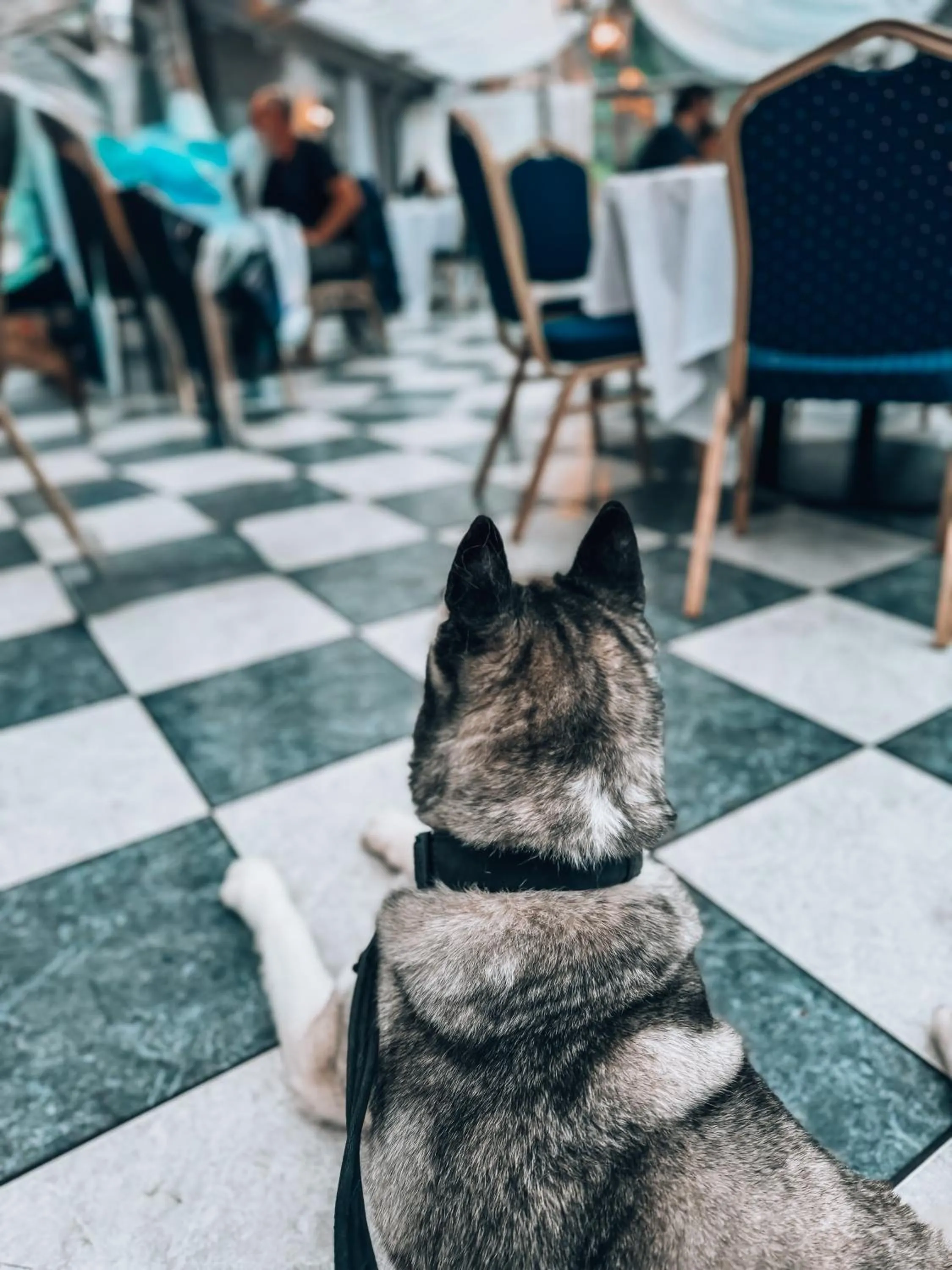 Pets in Stanhill Court Hotel, a member of Radisson Individuals
