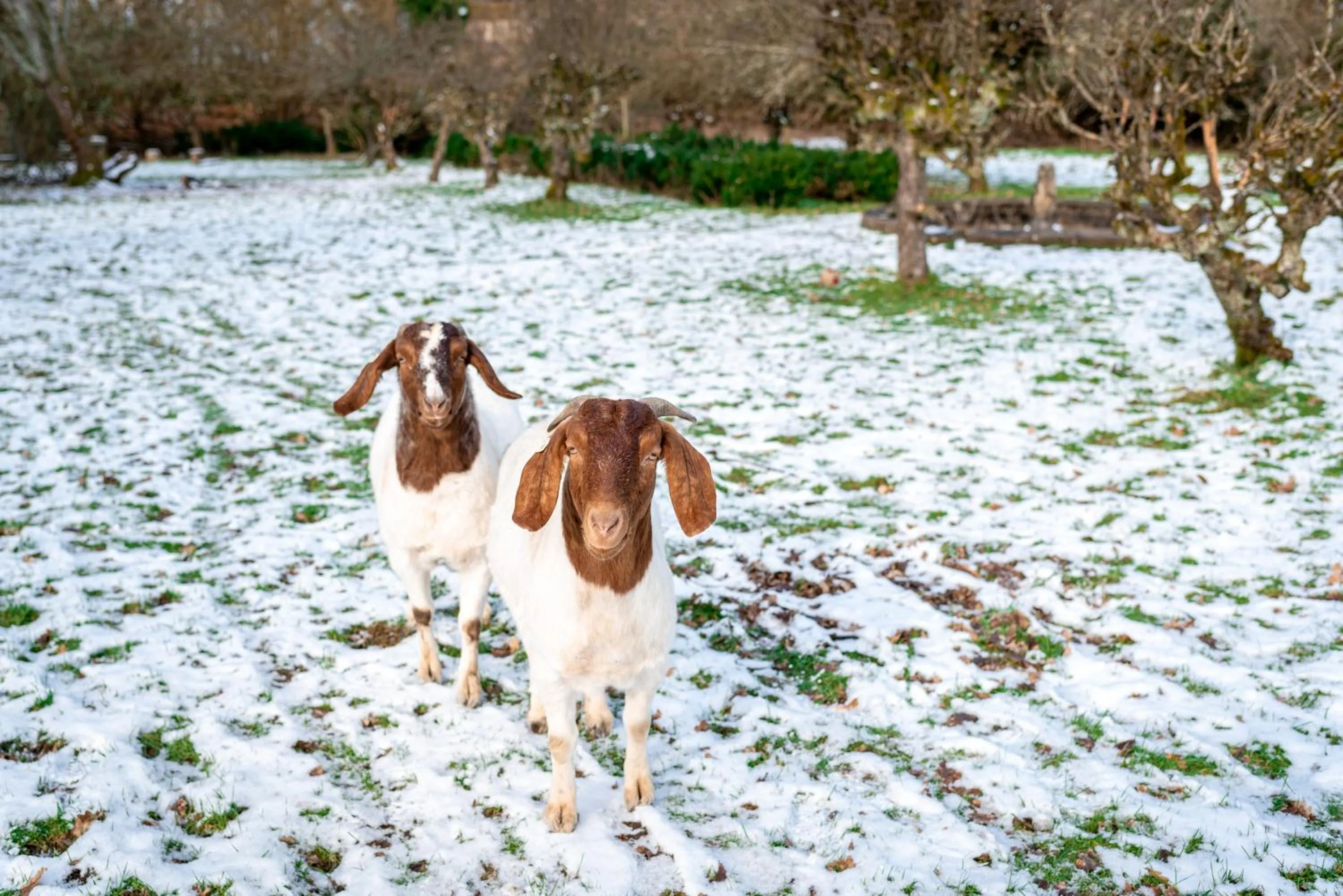 Garden in Stanhill Court Hotel, a member of Radisson Individuals