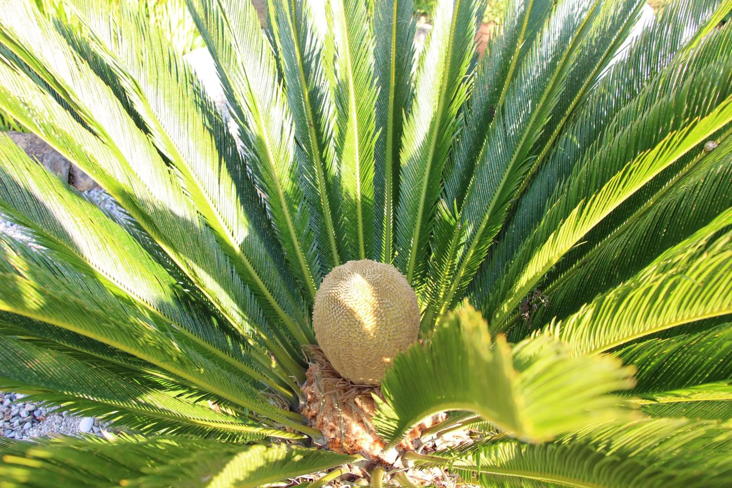 Garden in Casa o Futuro