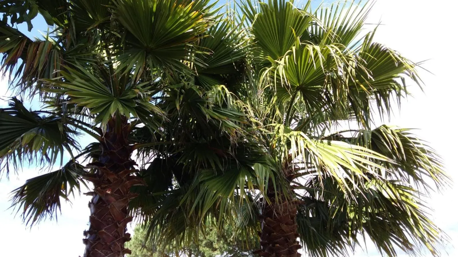 Garden in Casa o Futuro