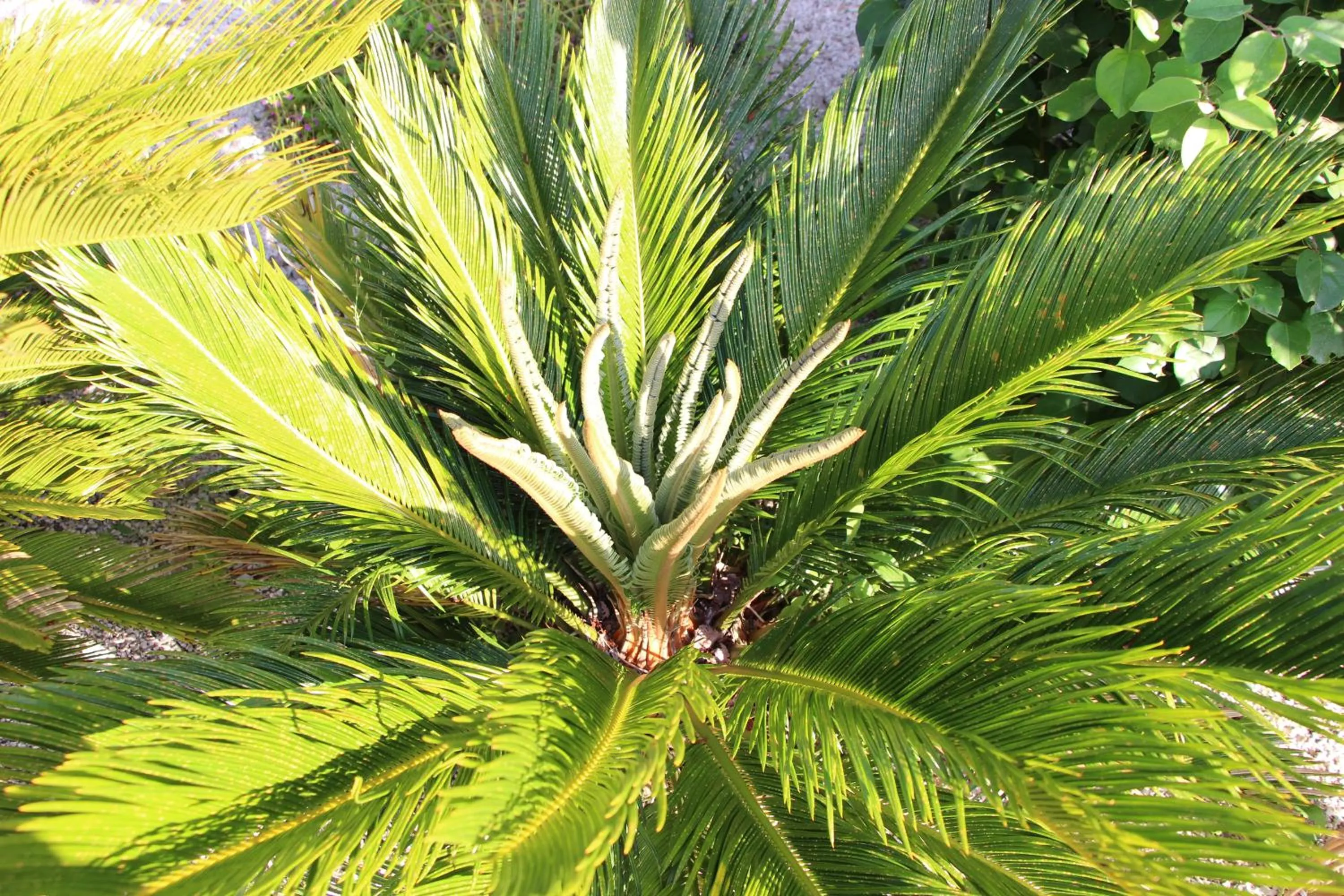 Garden in Casa o Futuro