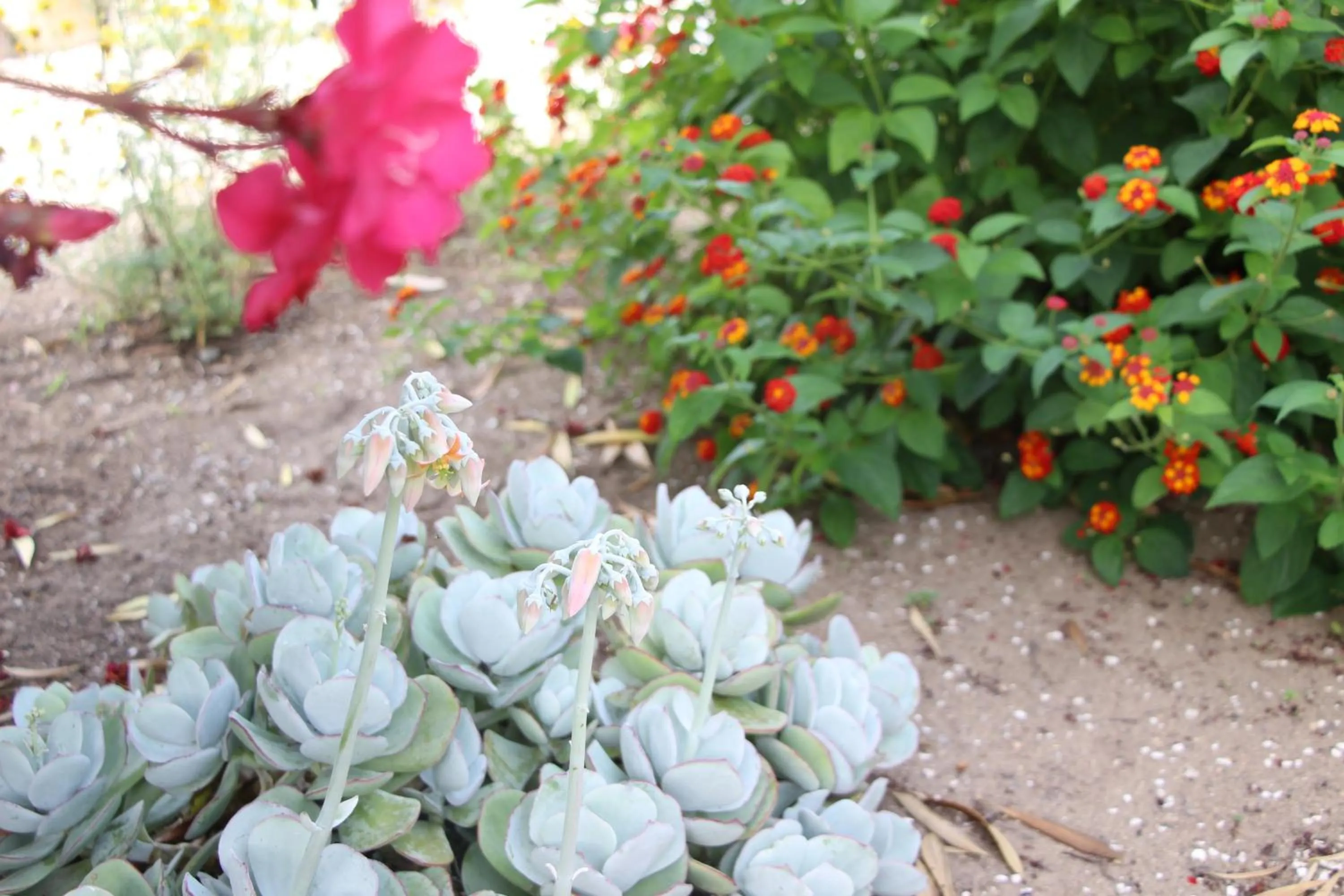 Garden view in Casa o Futuro